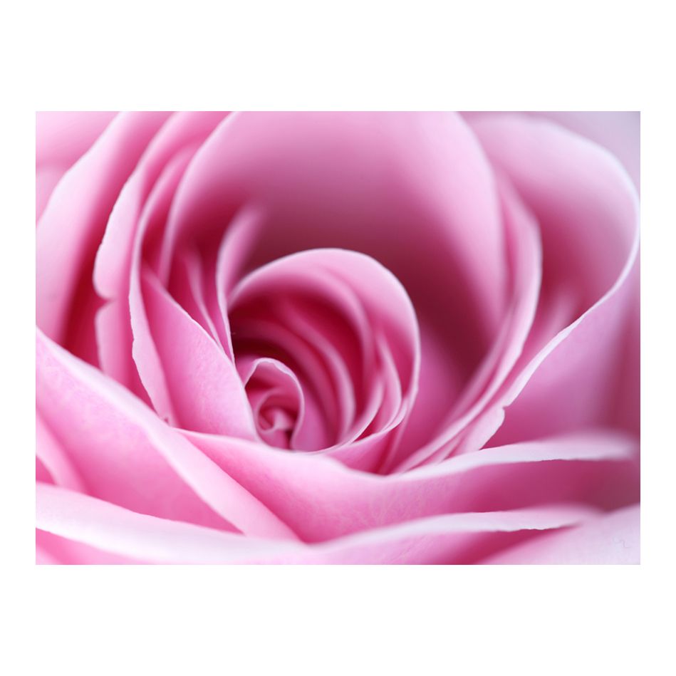 Fototapet Arkiio Rosa Ros