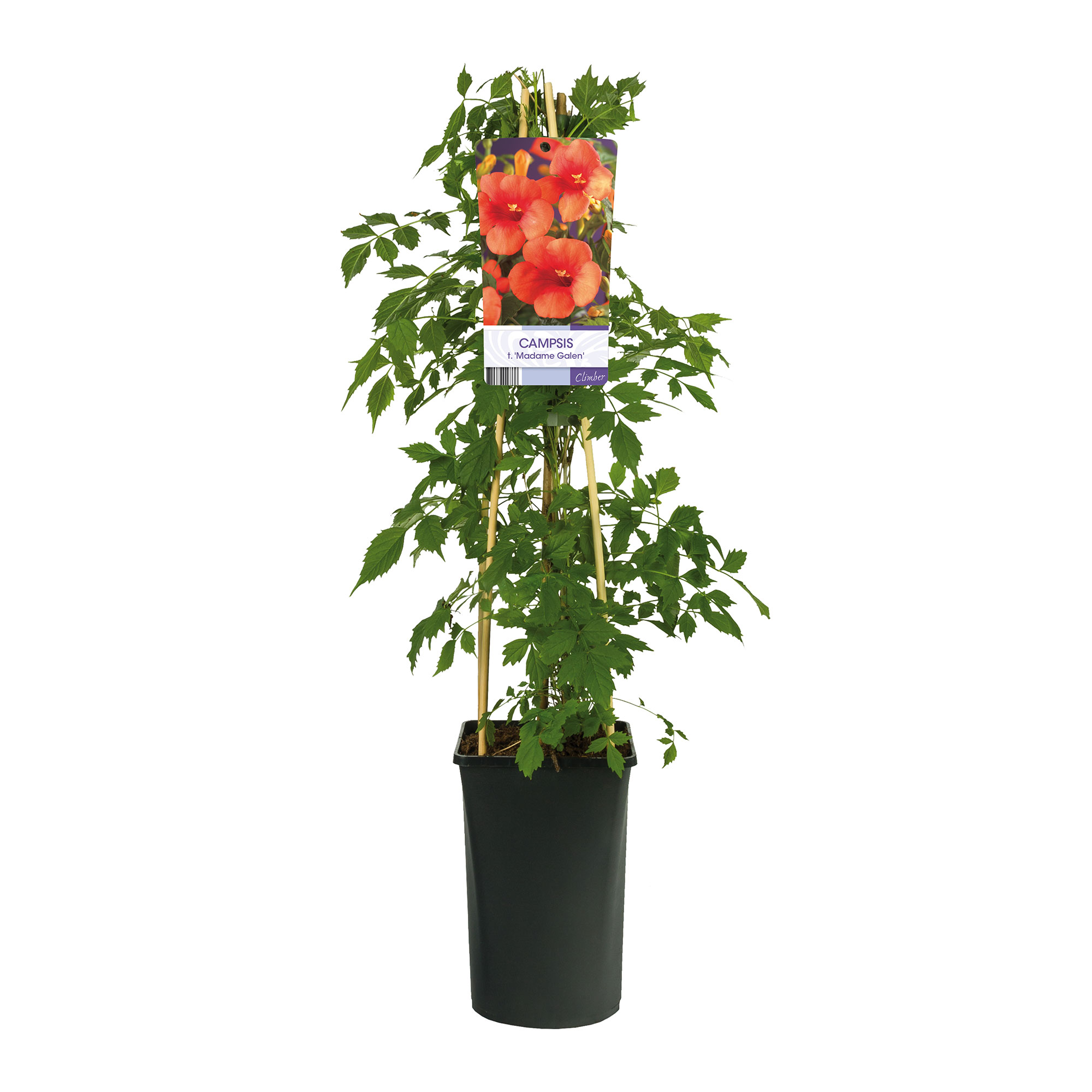 Klätterväxt Storblommig Trumpetranka Omnia Garden 40-60 cm