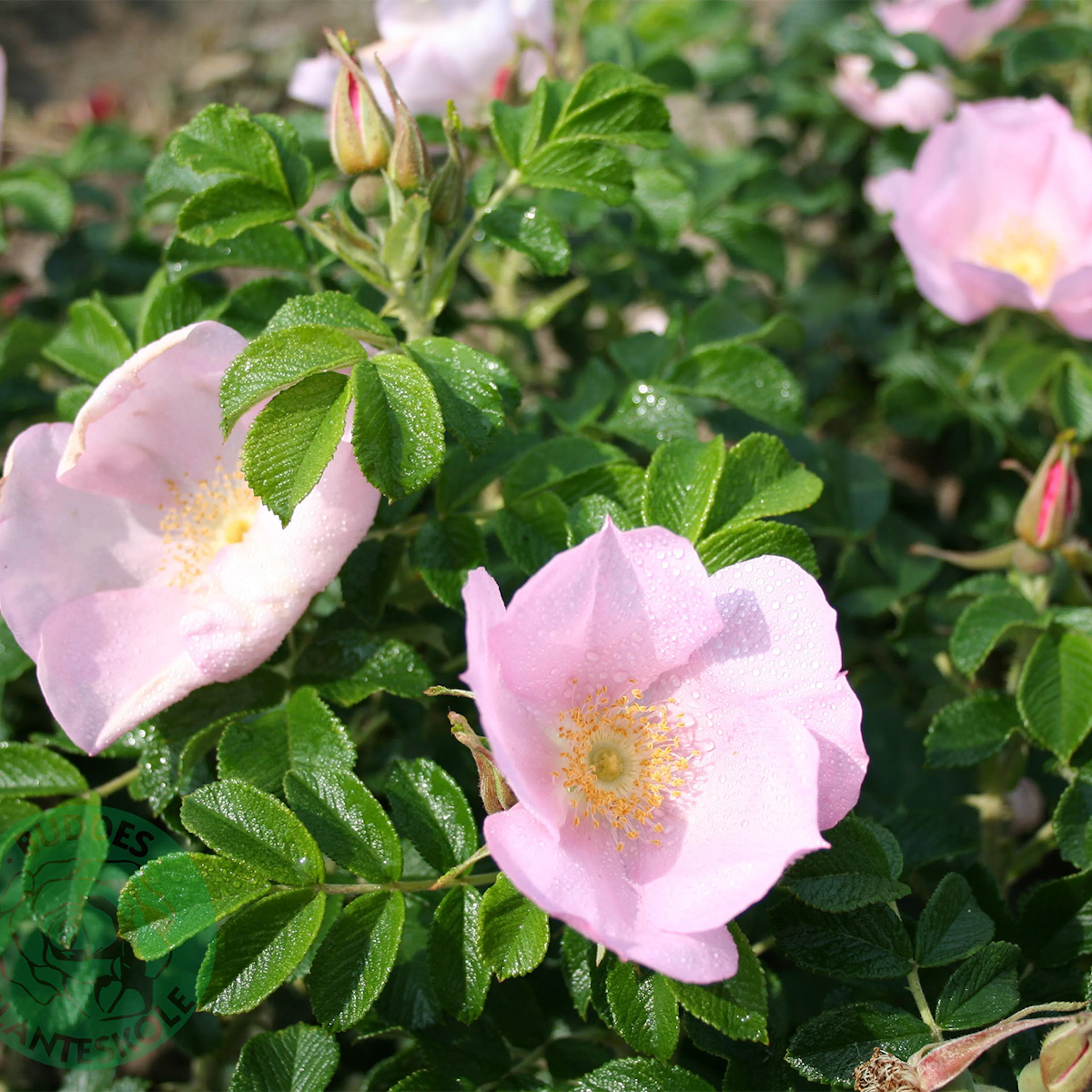 Rosa "Dagmar Hastrup", 5-pack 5-pack
