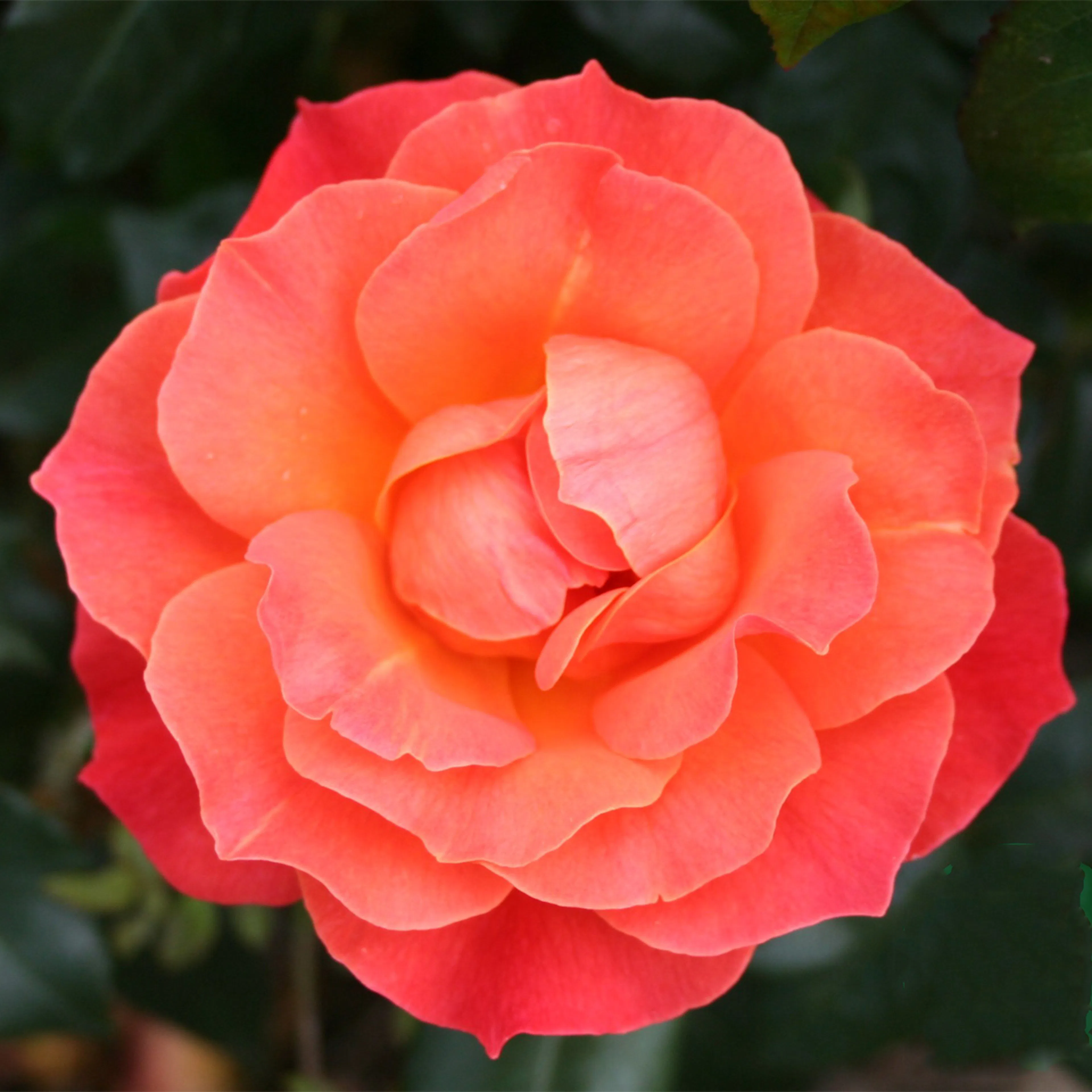 Rosa "Fellowship", 5-pack 5-pack