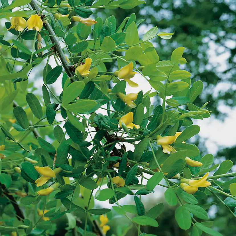 Prydnadsträd Omnia Garden Hängkaragan 100-120 cm - Grön Blomning