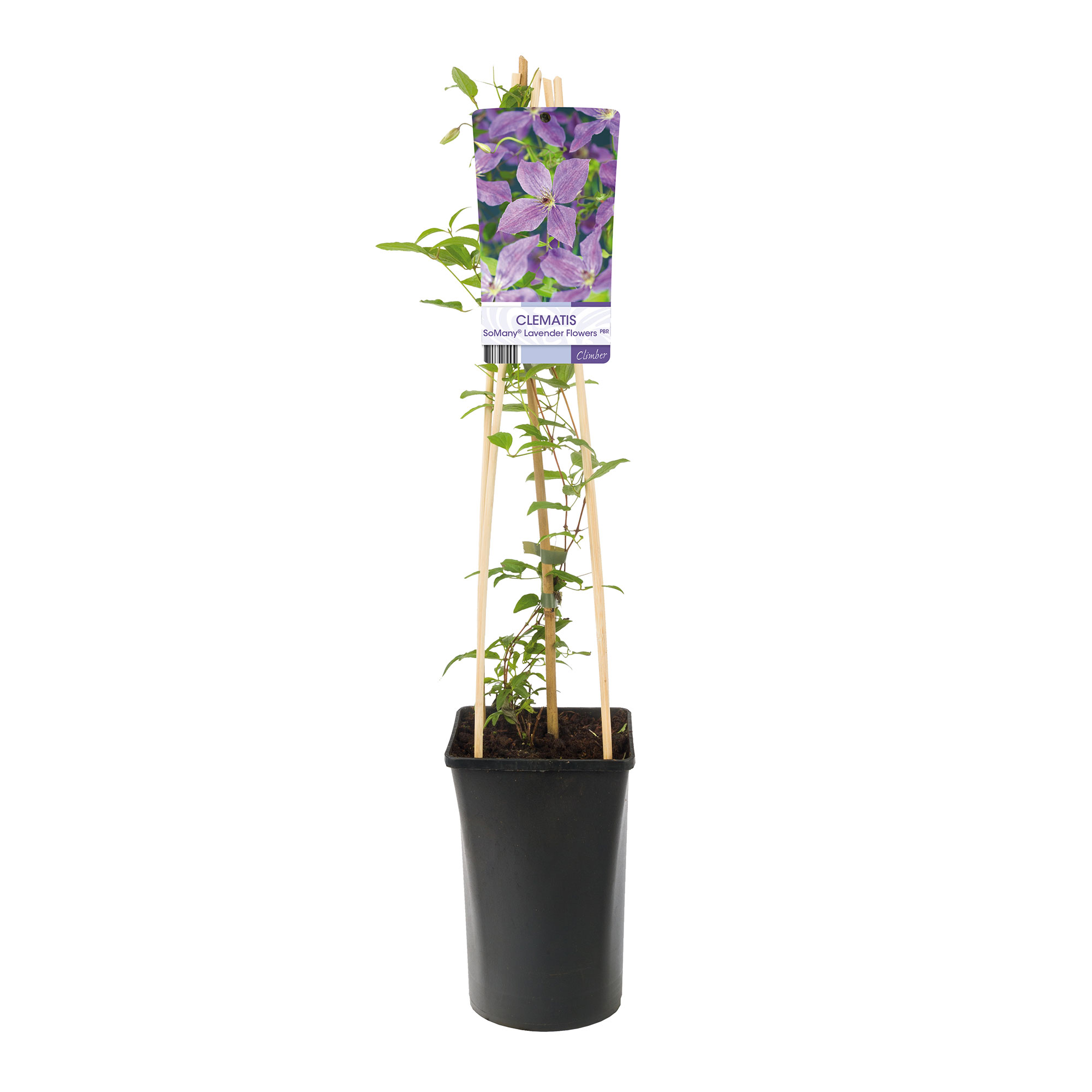 Klätterväxt Klematis Omnia Garden SoMany Lavender Flowers 40-60 cm