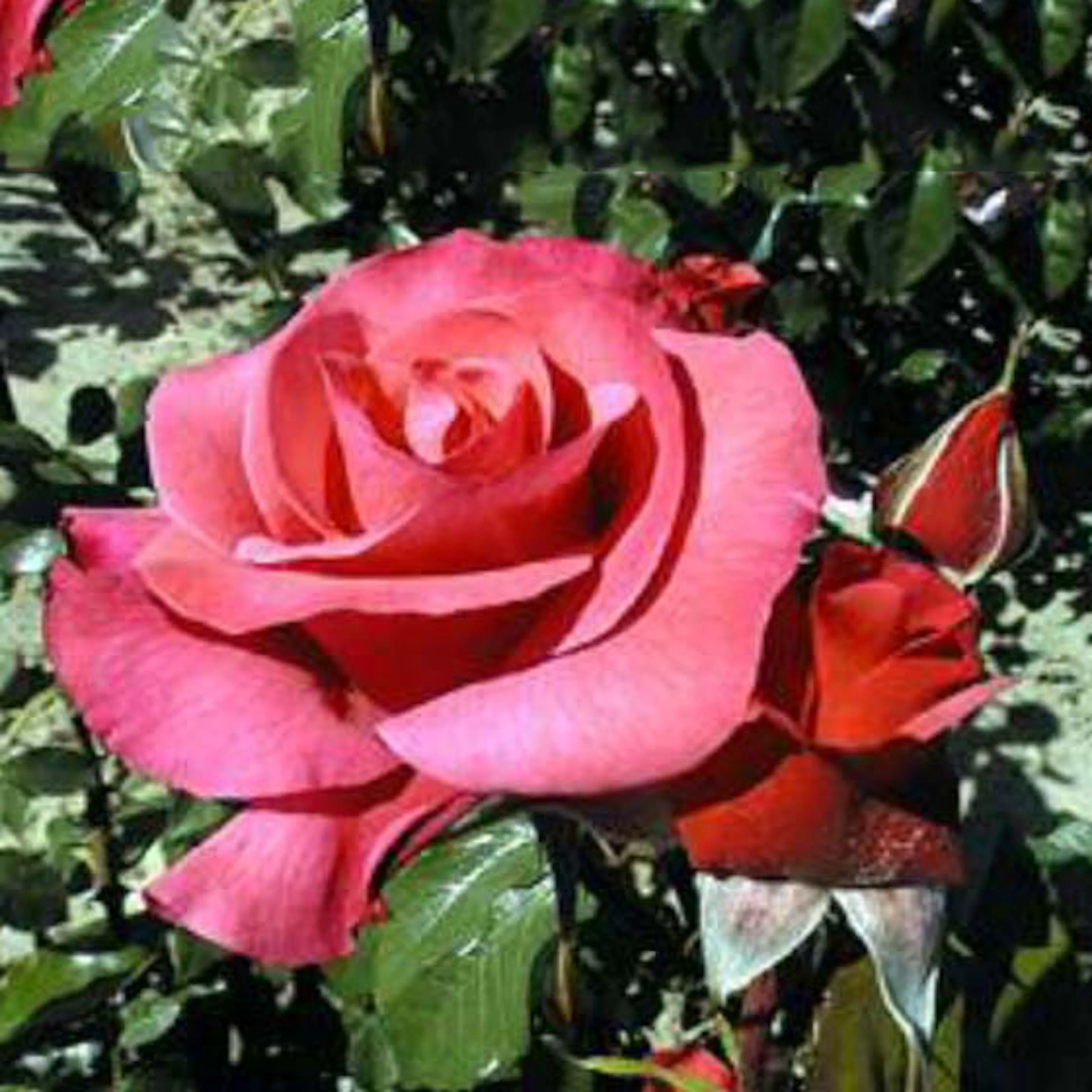 Rosa "Rosenresli", 5-pack 5-pack