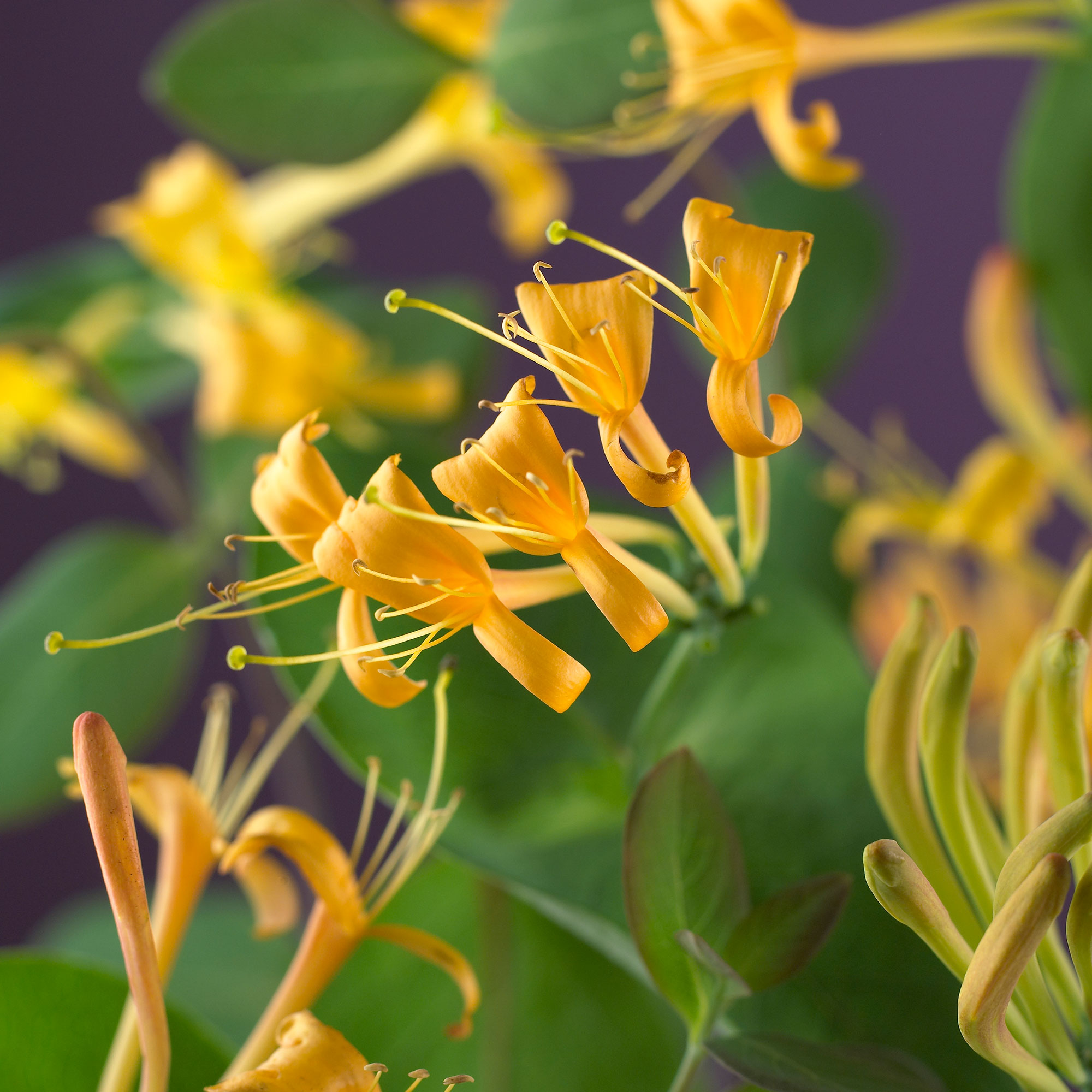 Klätterväxt Trädgårdskaprifol Omnia Garden Mandarin 40-60 cm