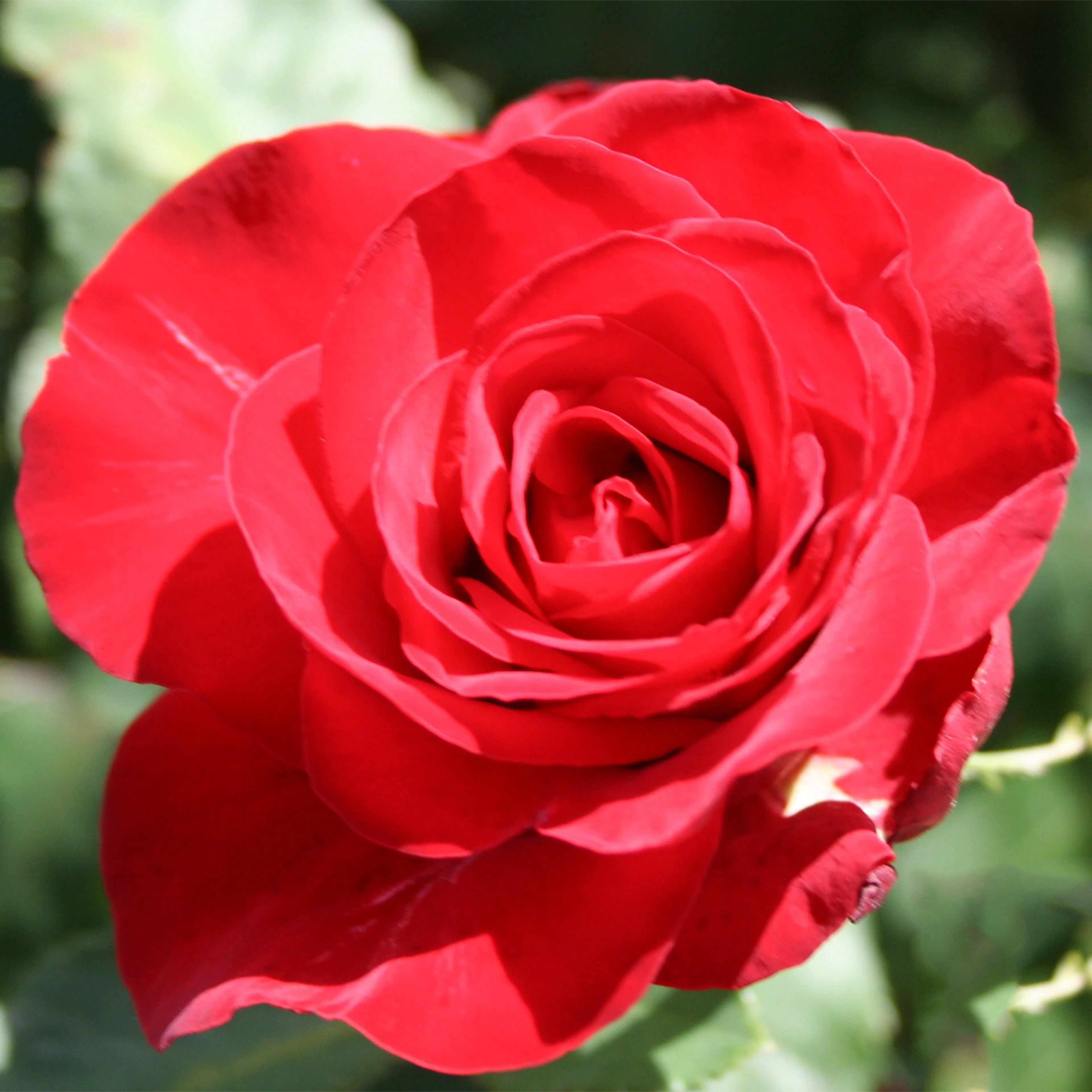Rosa "Courage", 10-pack 10-pack