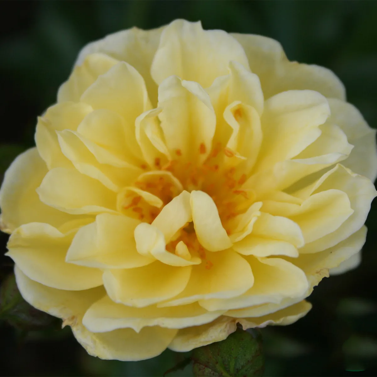 Marktäckande Buskros Omnia Garden Golden Cover