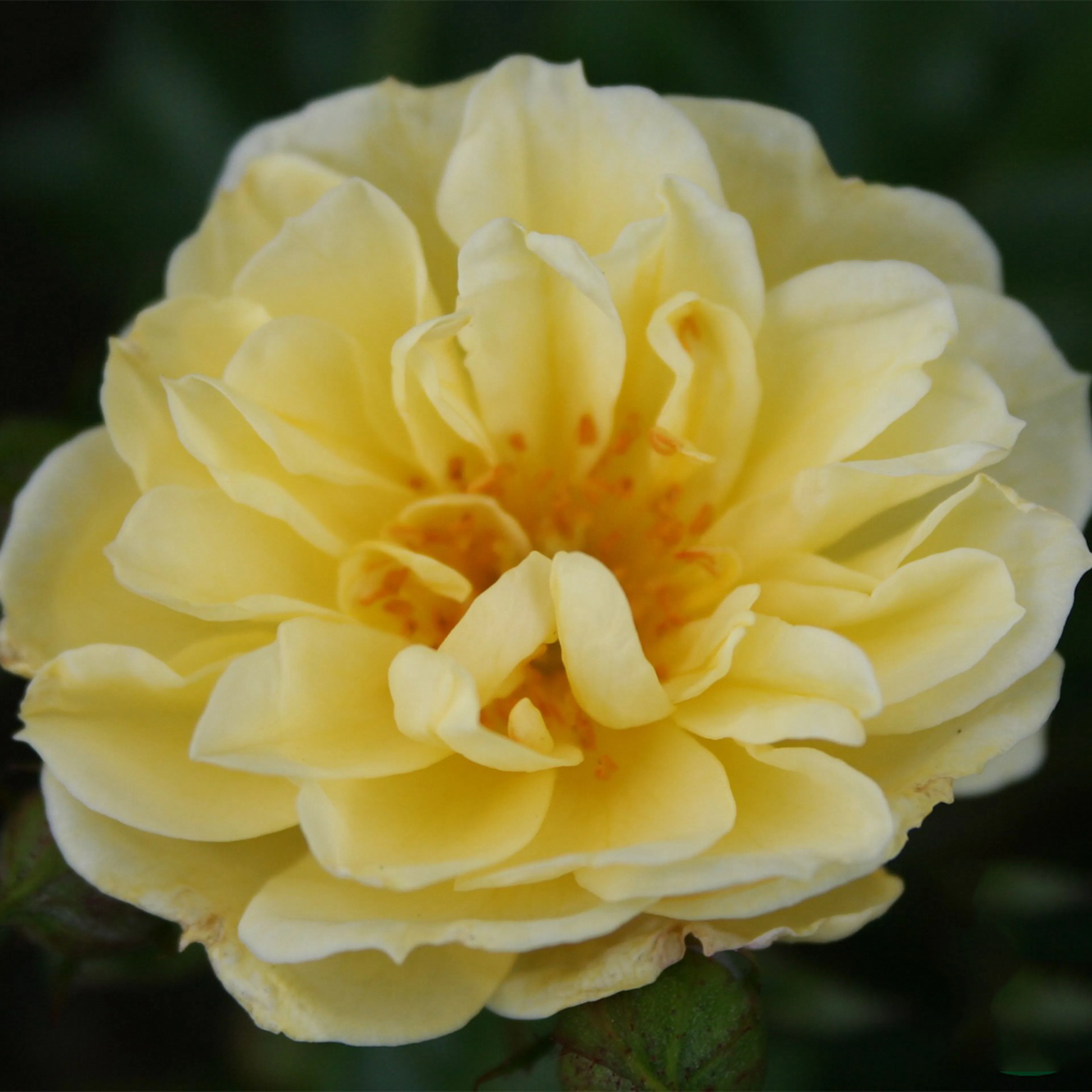 Rosa "Golden Cover", 10-pack 10-pack