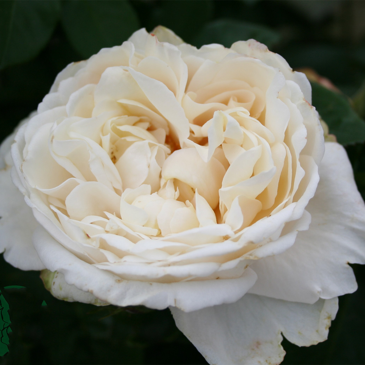Storblommig Buskros Omnia Garden Nina Renaissance