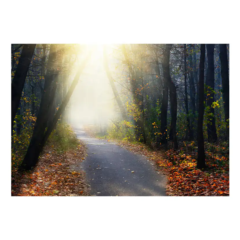 Fototapet Arkiio Road Through The Forest