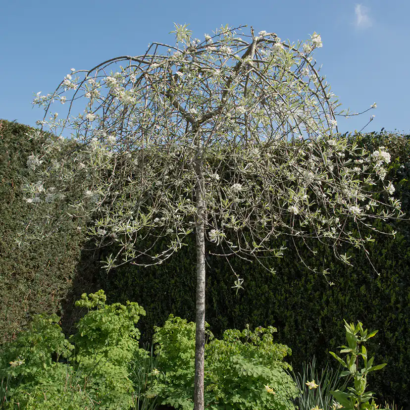 Prydnadsträd Omnia Garden - Silverpäron med Vit Blomning 80-90 cm