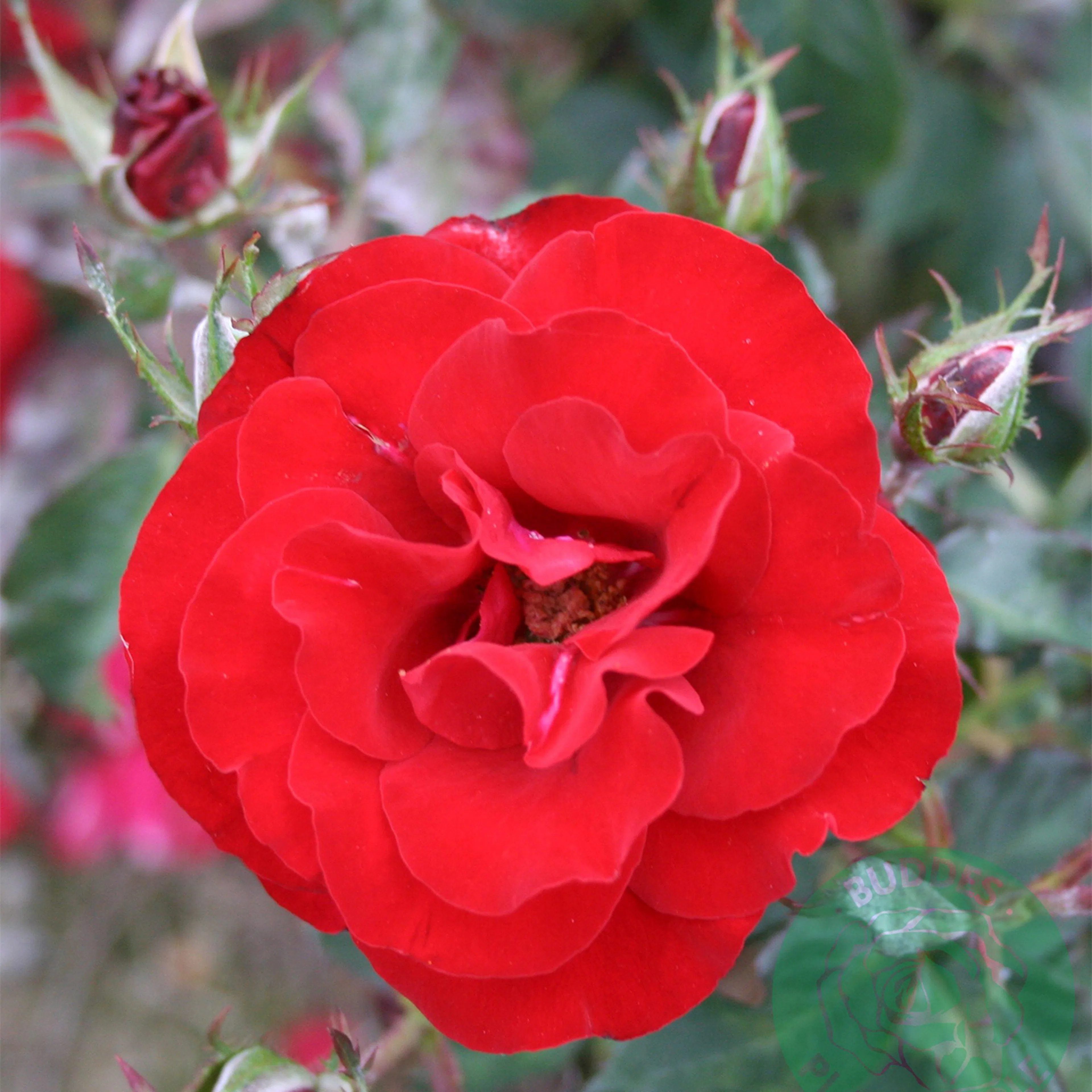Rosa "H.C. Andersen", 5-pack 5-pack
