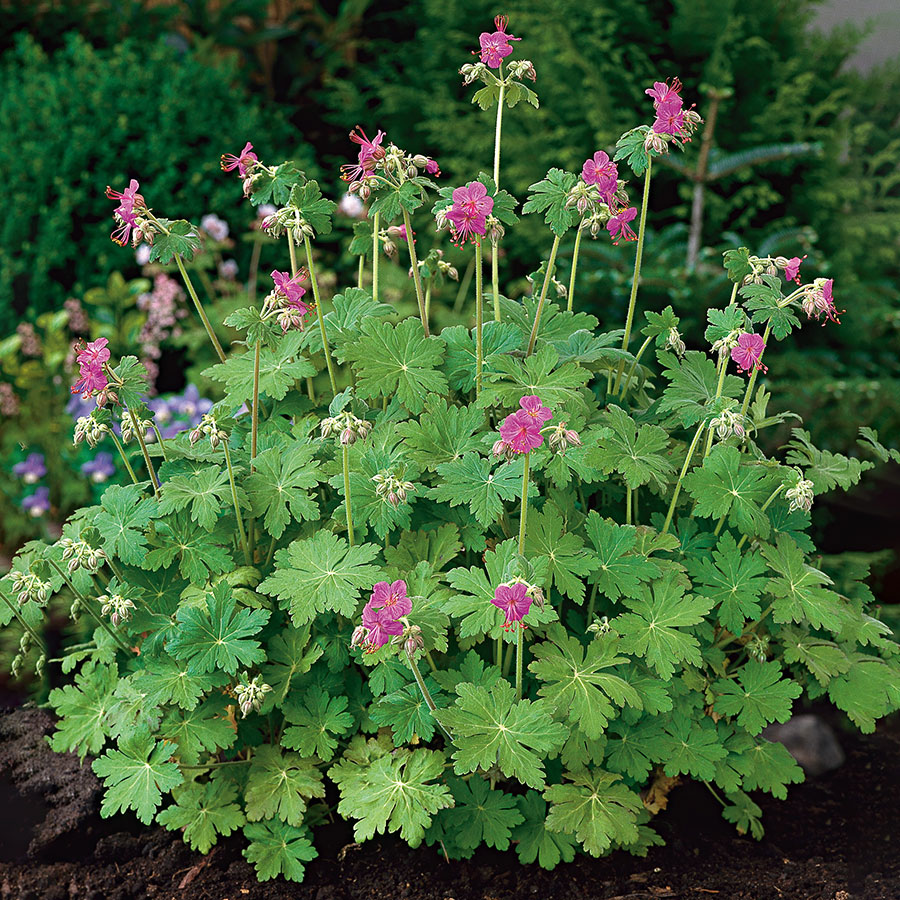 Planta Omnia Garden Flocknäva
