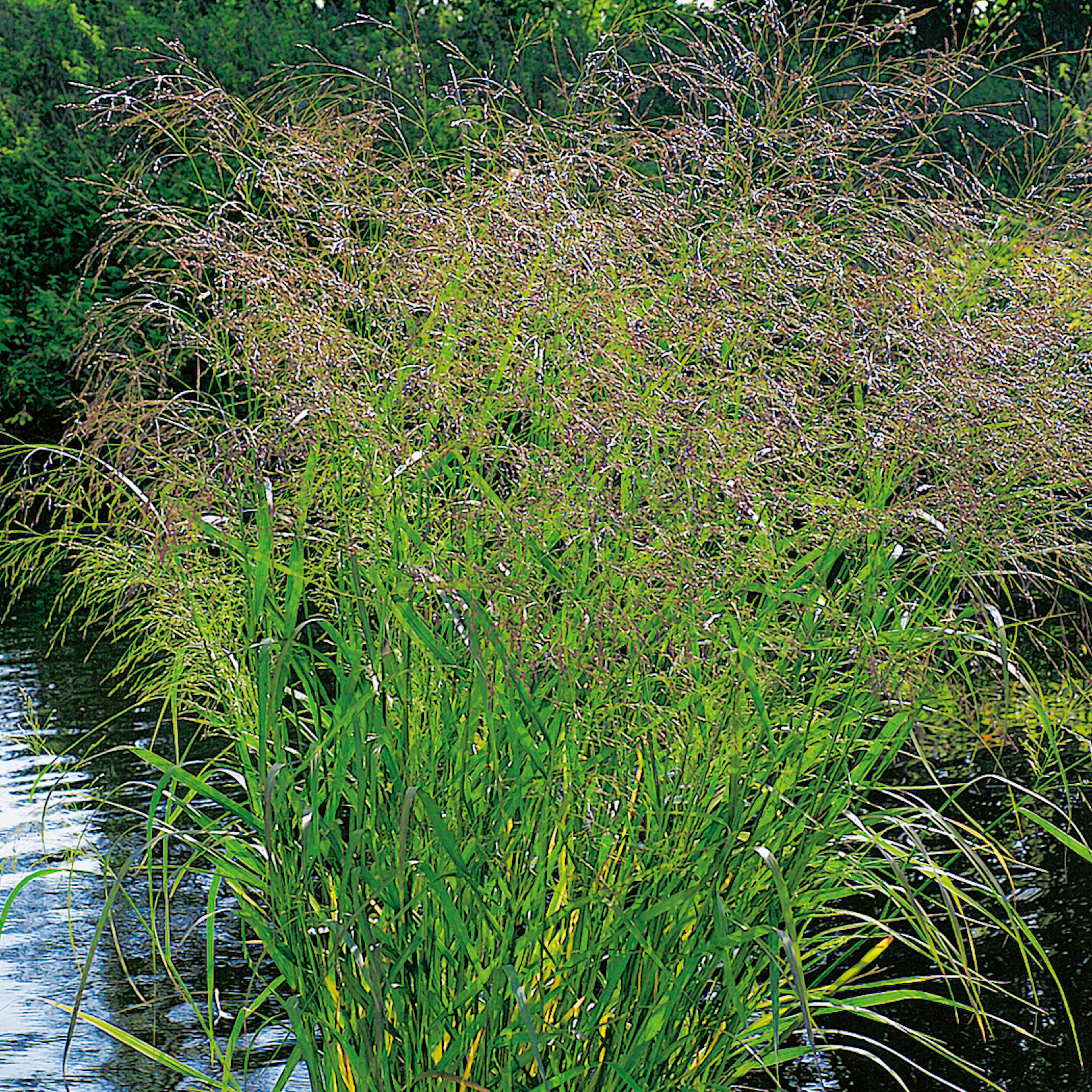 Planta Omnia Garden Jungfruhirs Squaw