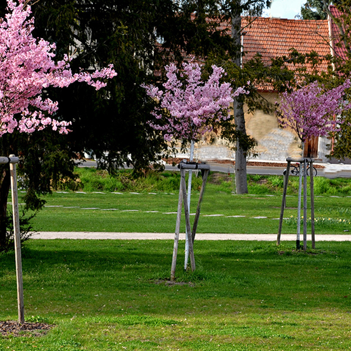 Prydnadsträd Japanskt körsbär Omnia Garden Prunus Kanzan 100-120 cm