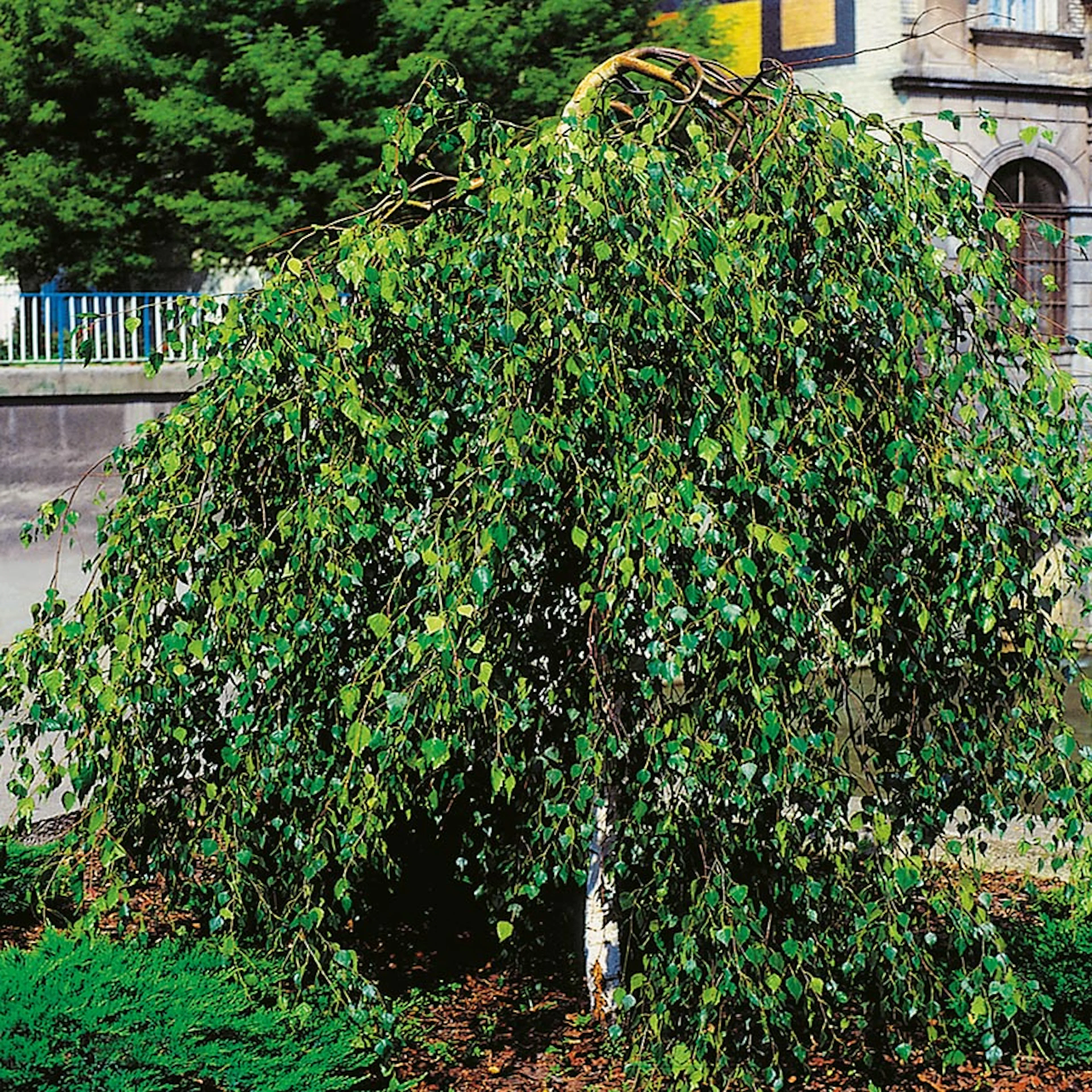Prydnadsträd Omnia Garden Tårbjörk 150-200 cm