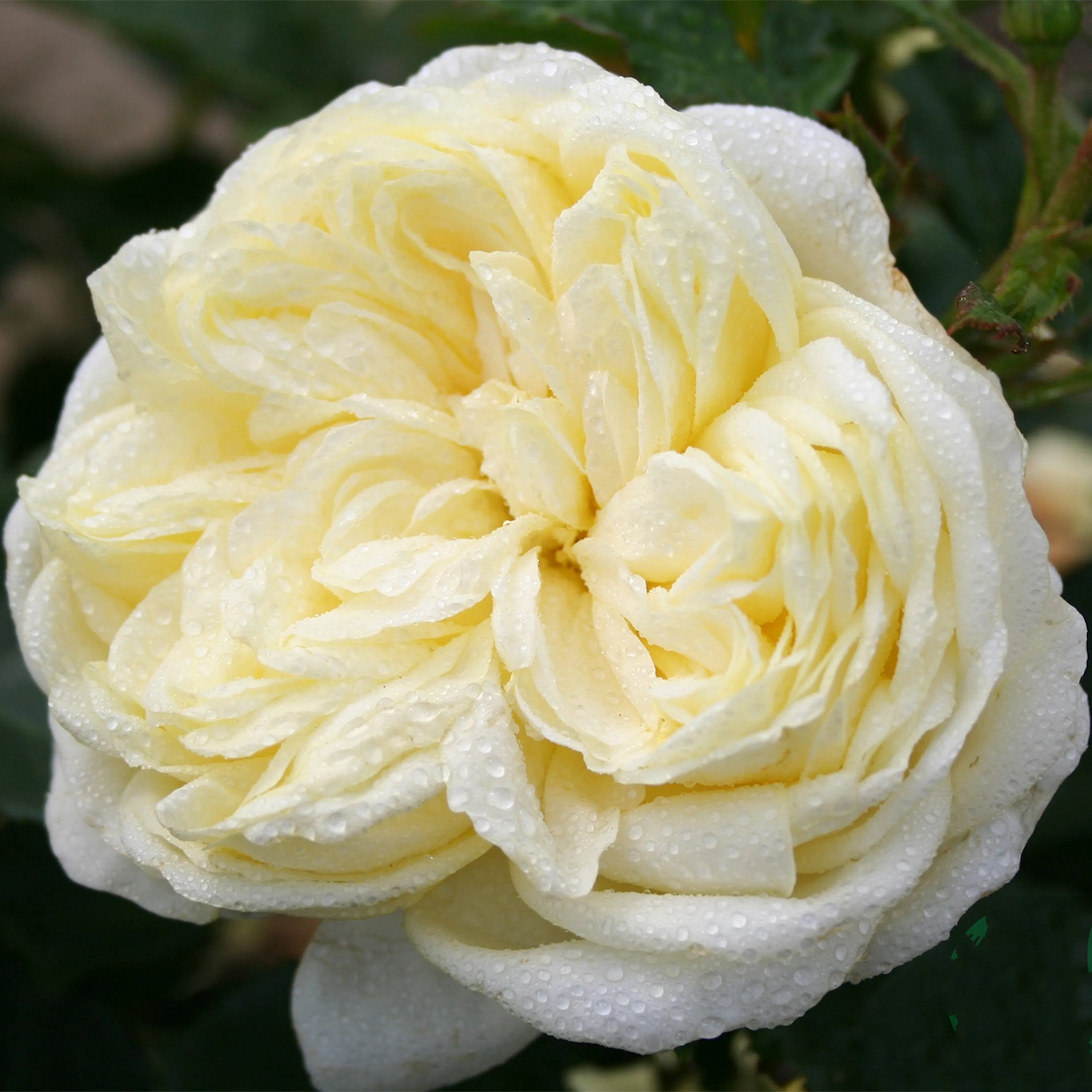 Rosa "Kronprinsesse Mary", 5-pack 5-pack