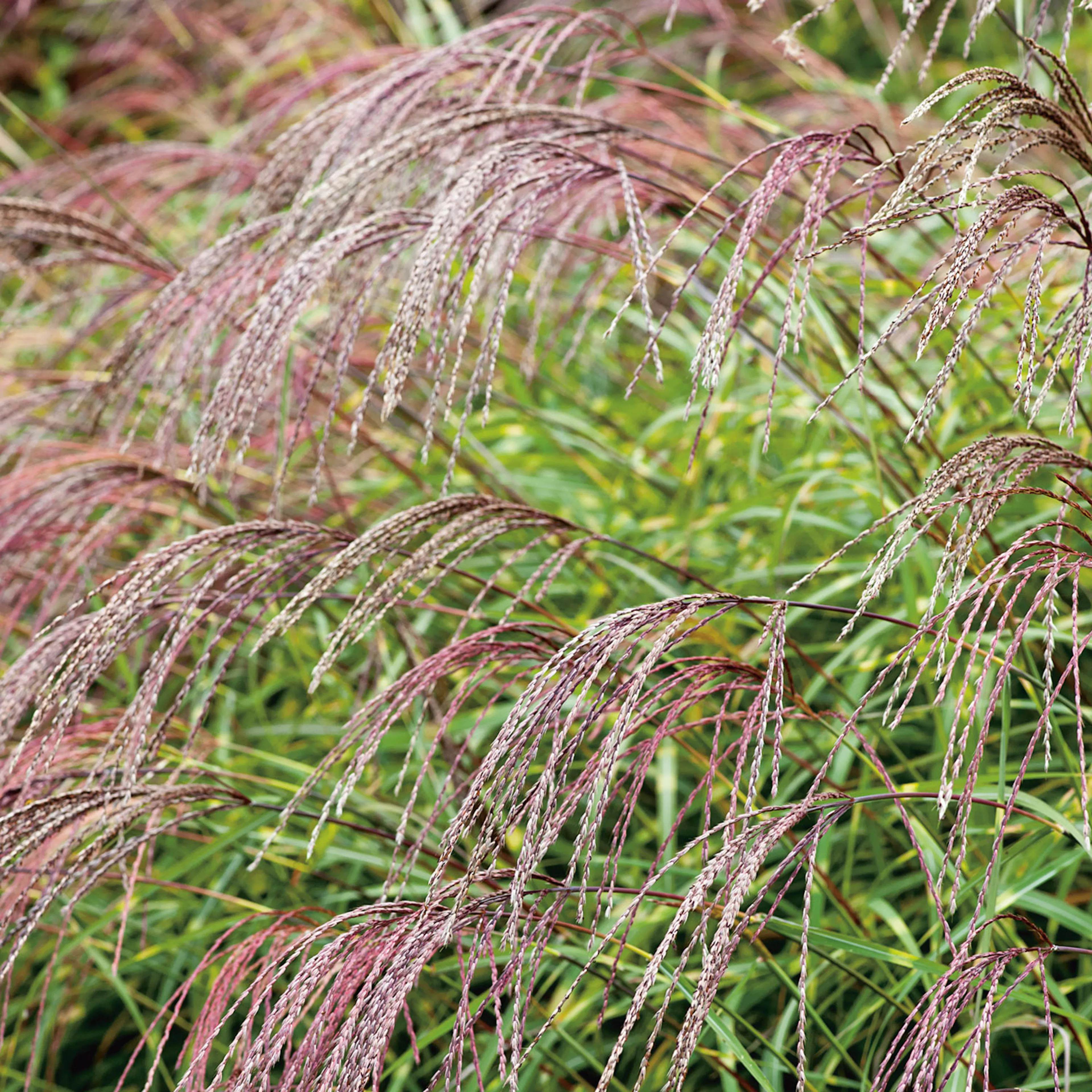 Miscanthus sinensis 'Little Zebra', 2 L 1-pack