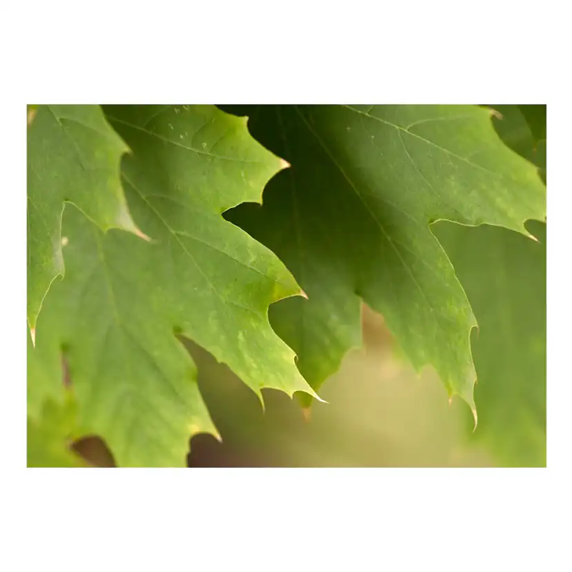 Fototapet Arkiio Leaves