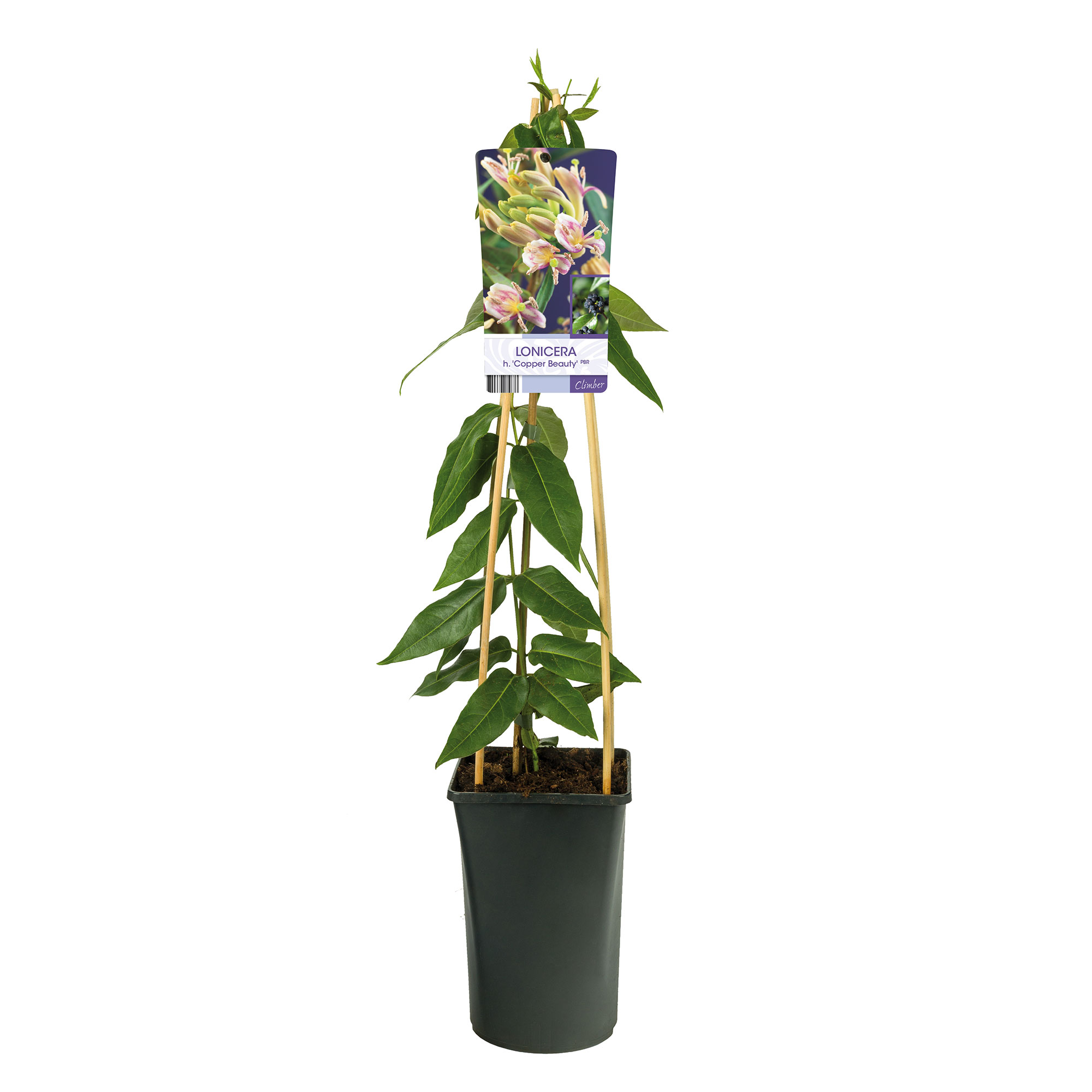 Klätterväxt Vintergrön kaprifol Omnia Garden Copper Beauty 40-60 cm