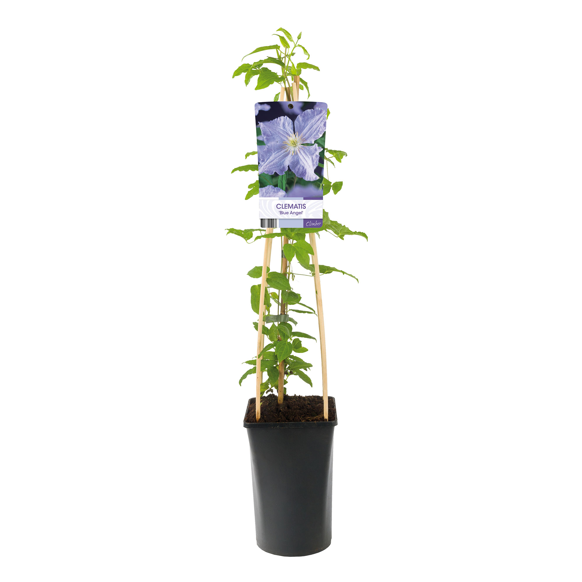 Klätterväxt Storblommig Ljust Blåviolett Omnia Garden 40-60 cm
