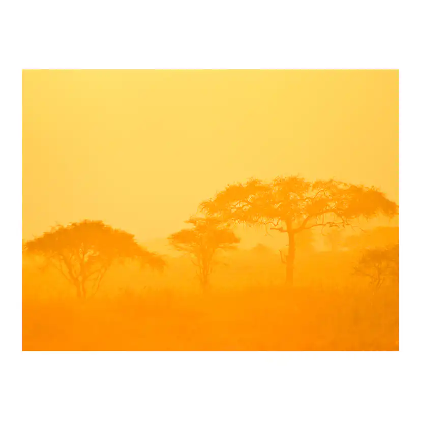 Fototapet Arkiio Orange Savanna