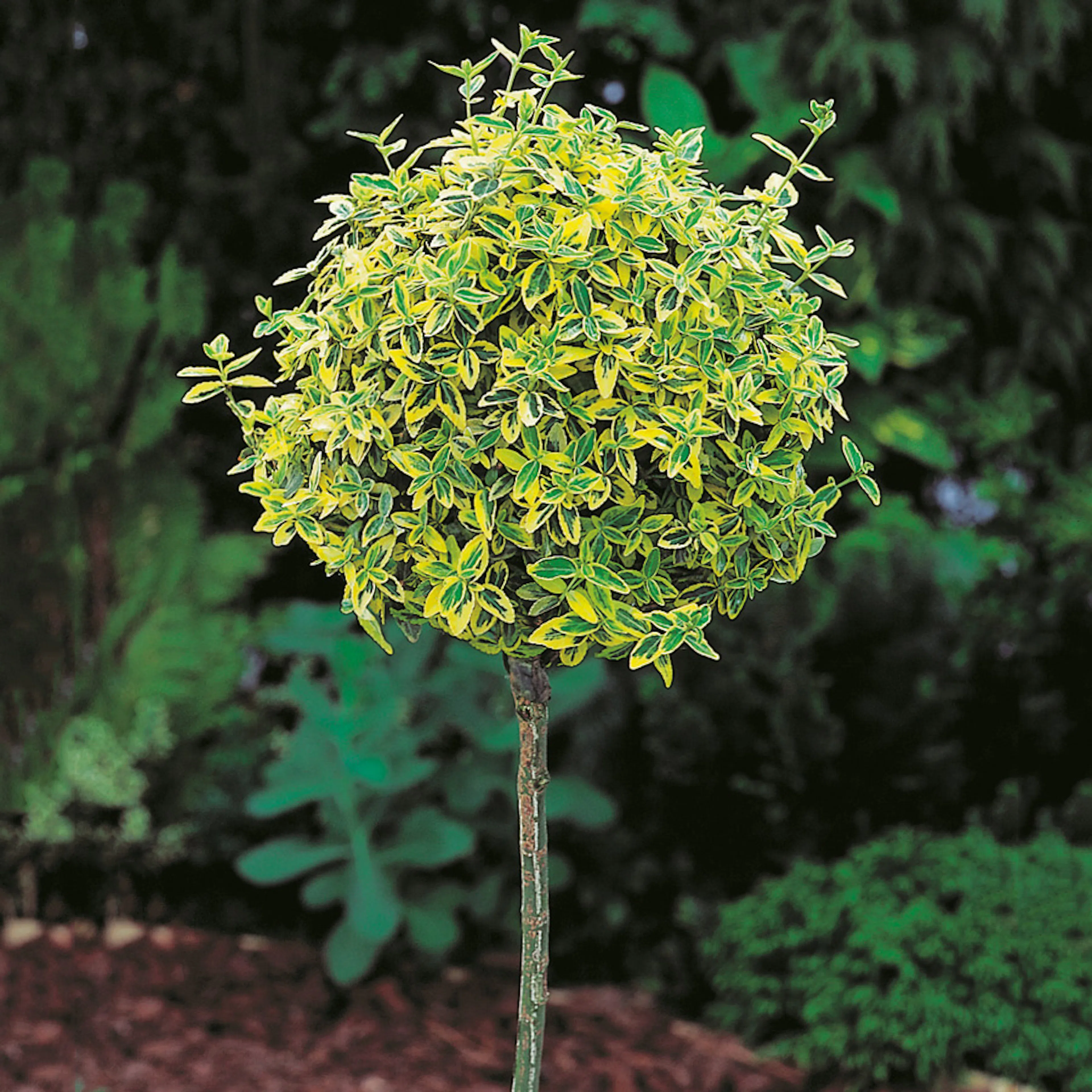 Prydnadsträd Klätterbenved Gulbrok Omnia Garden 80-90 cm