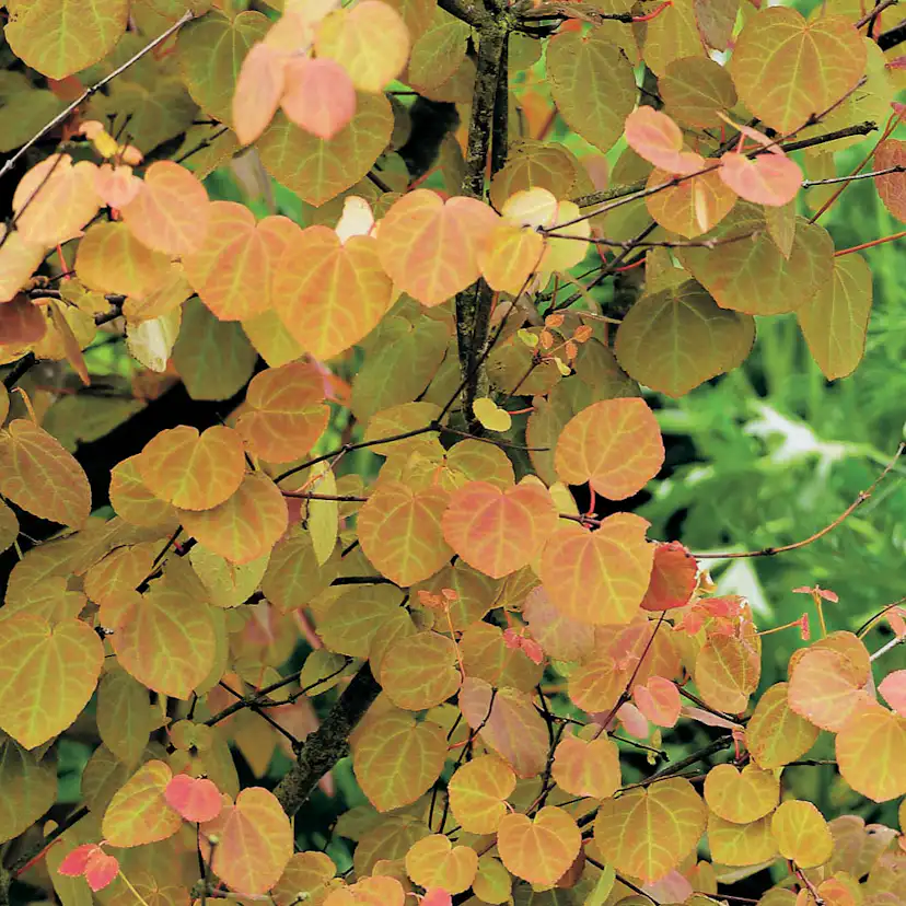 Prydnadsbuske Omnia Garden Katsura- Brödträd med Hjärtformade Blad 125-150cm