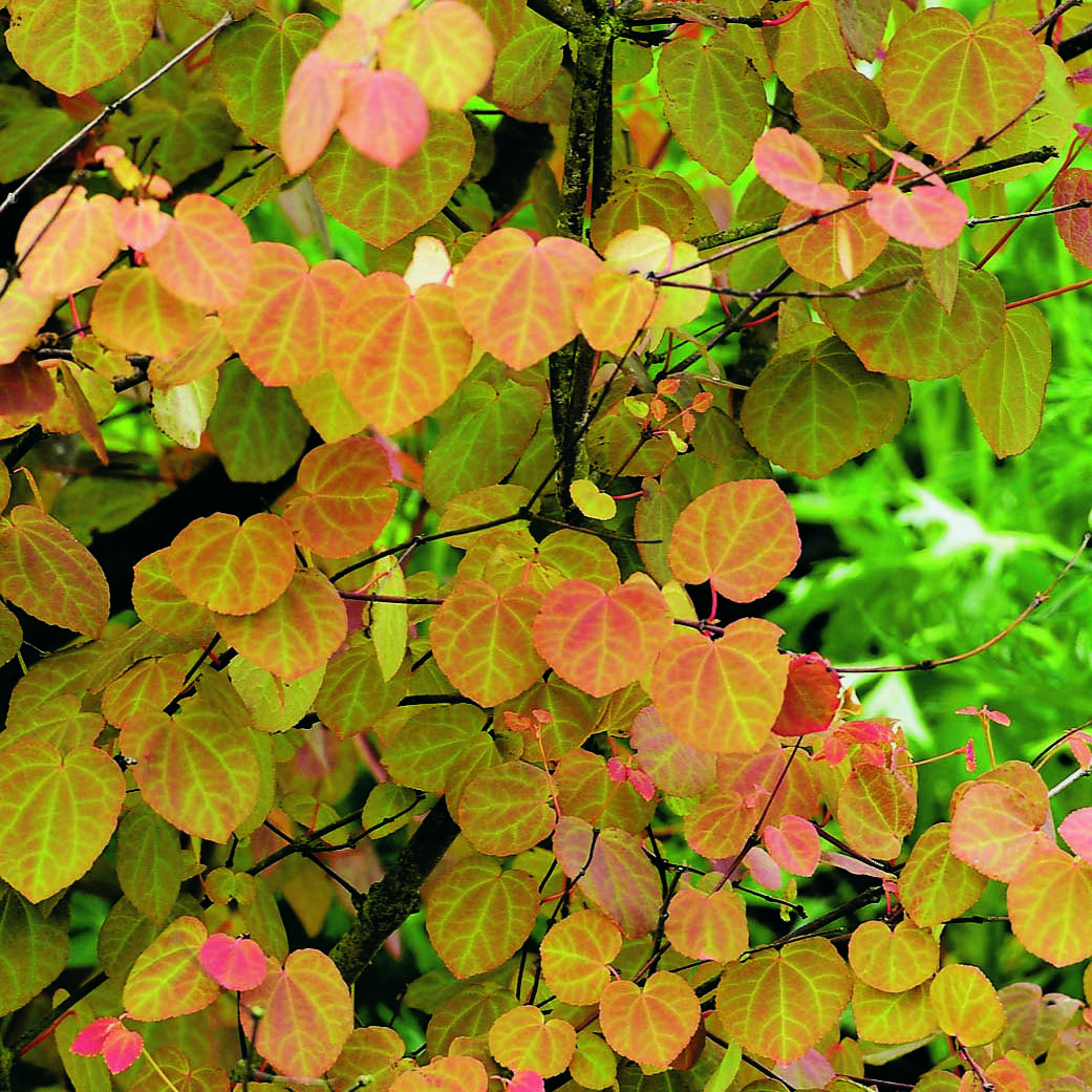 Prydnadsbuske Omnia Garden Katsura- Brödträd med Hjärtformade Blad 125-150cm