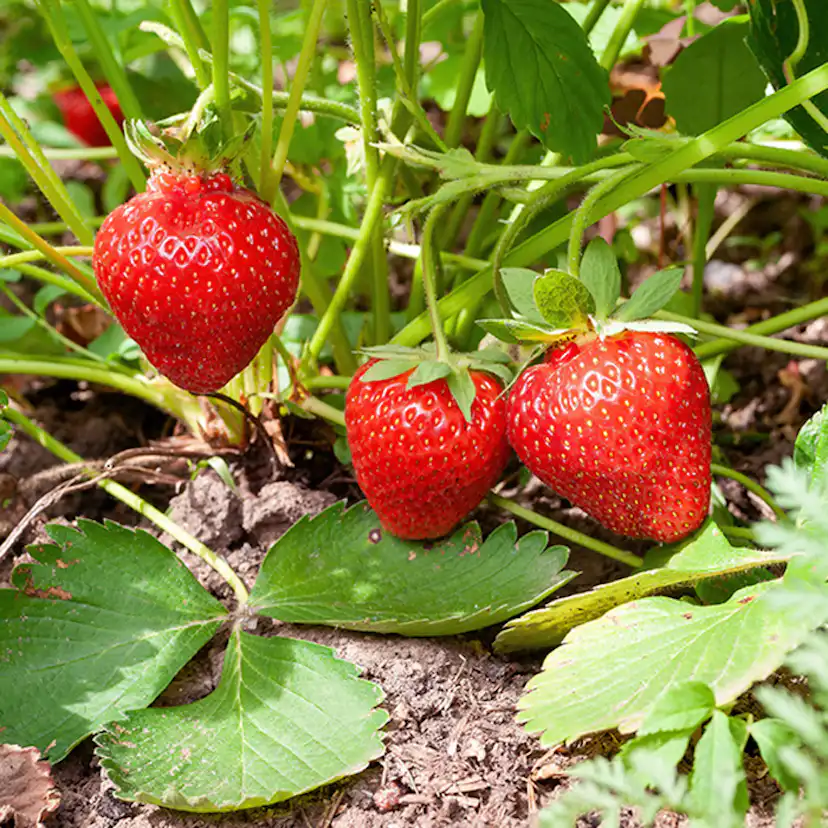 Jordgubbe Omnia Garden Fragaria Ananassa Sonata