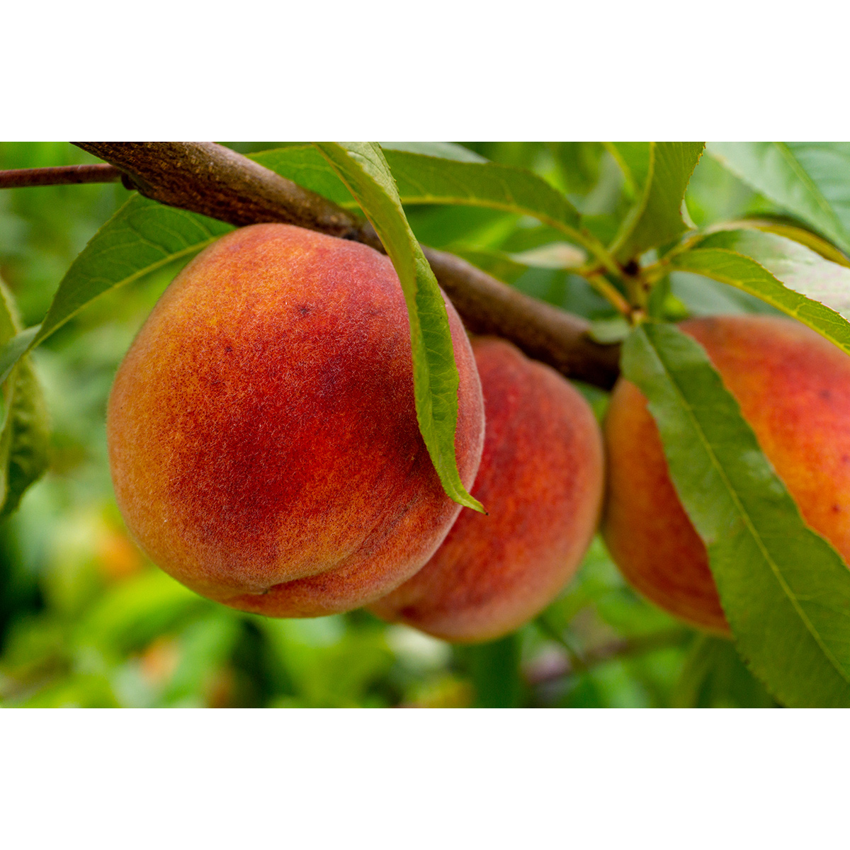 Fruktträd Omnia Garden Persikoträd Frost-Resistent, Fullvuxen 2-4m