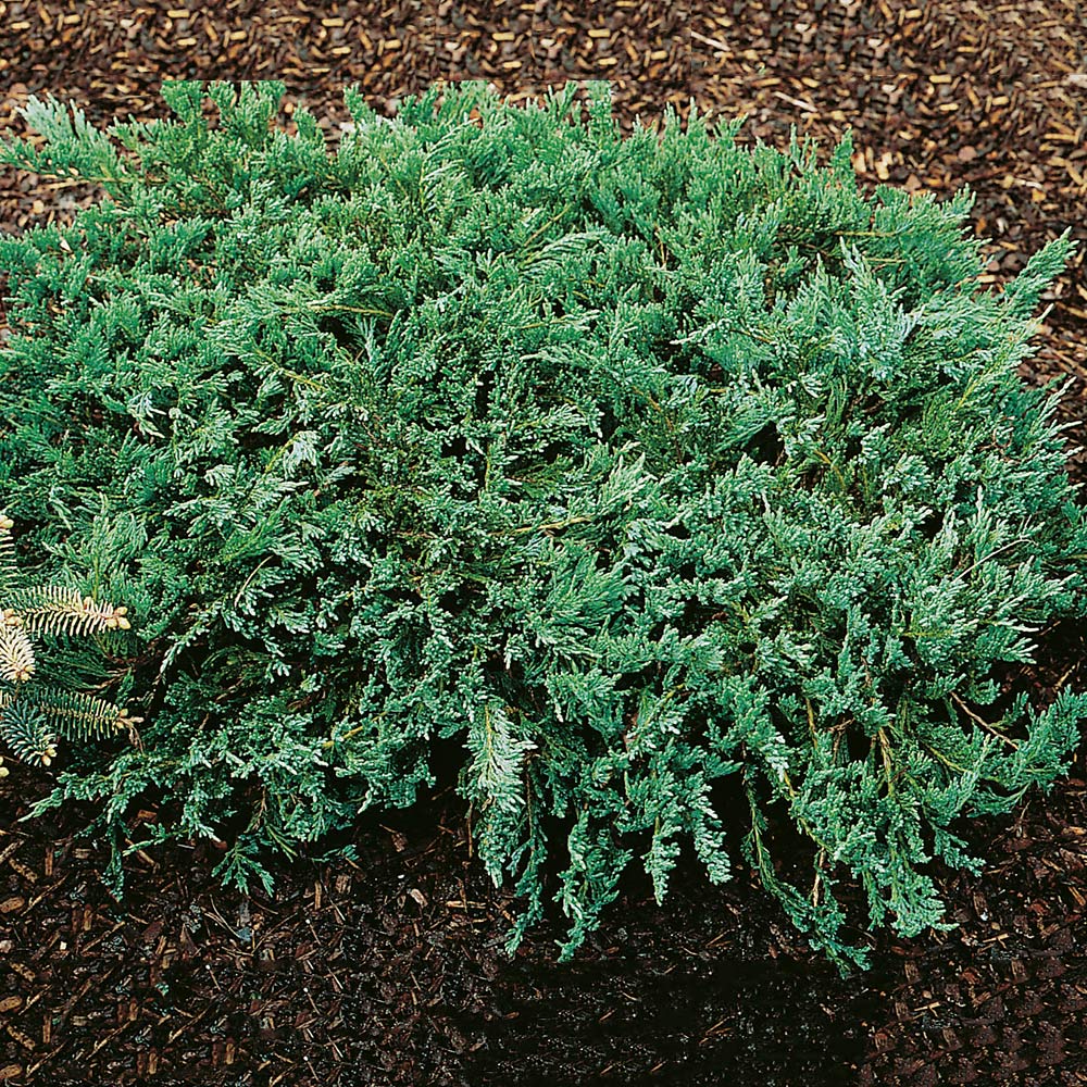 Amerikansk Kryp-en Omnia Garden Blue Chip 25-30 cm