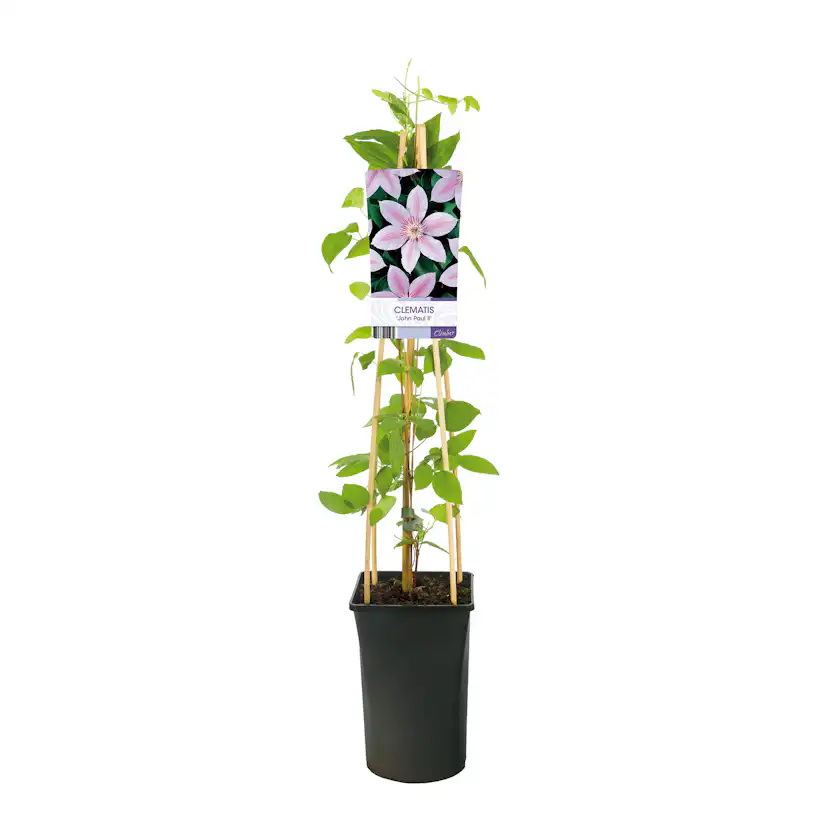 Klätterväxt Storblommig Klematis Omnia Garden Jan Pawel II 40-60 cm