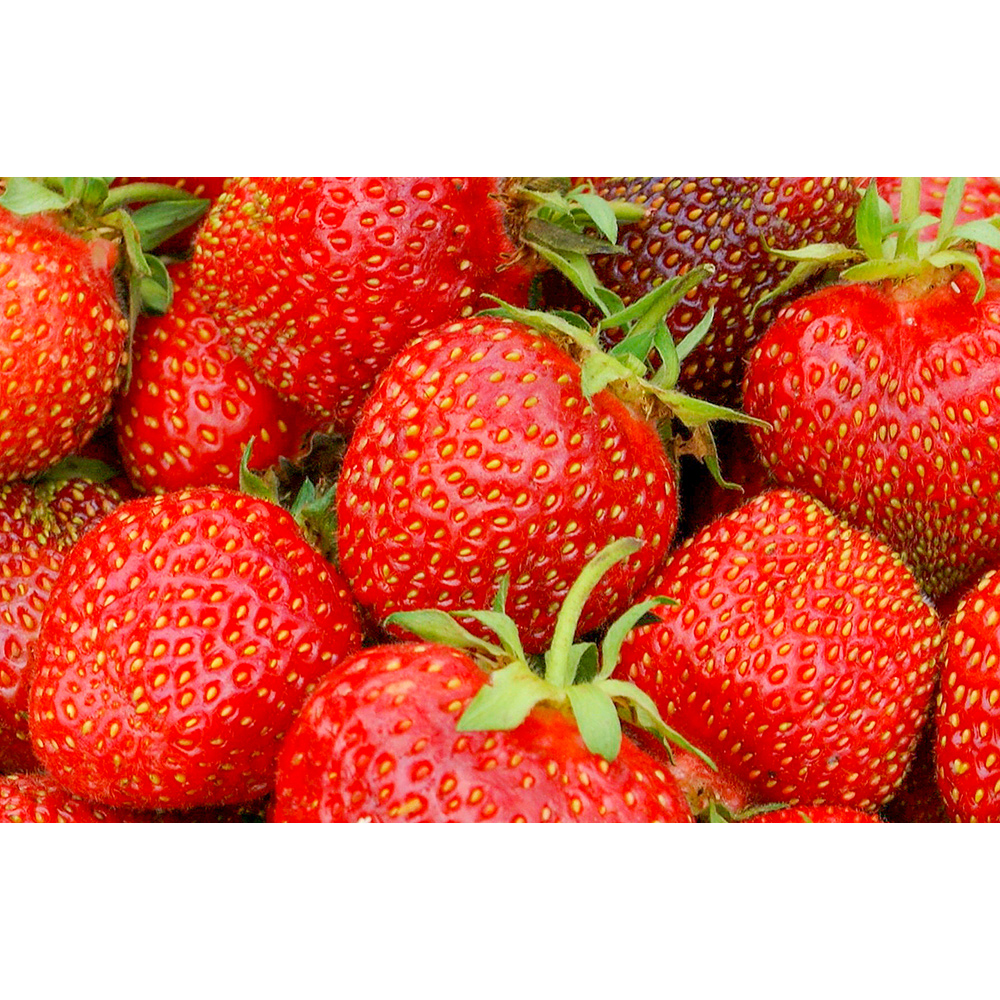 Jordgubbe Omnia Garden Fragaria Ananassa Salsa