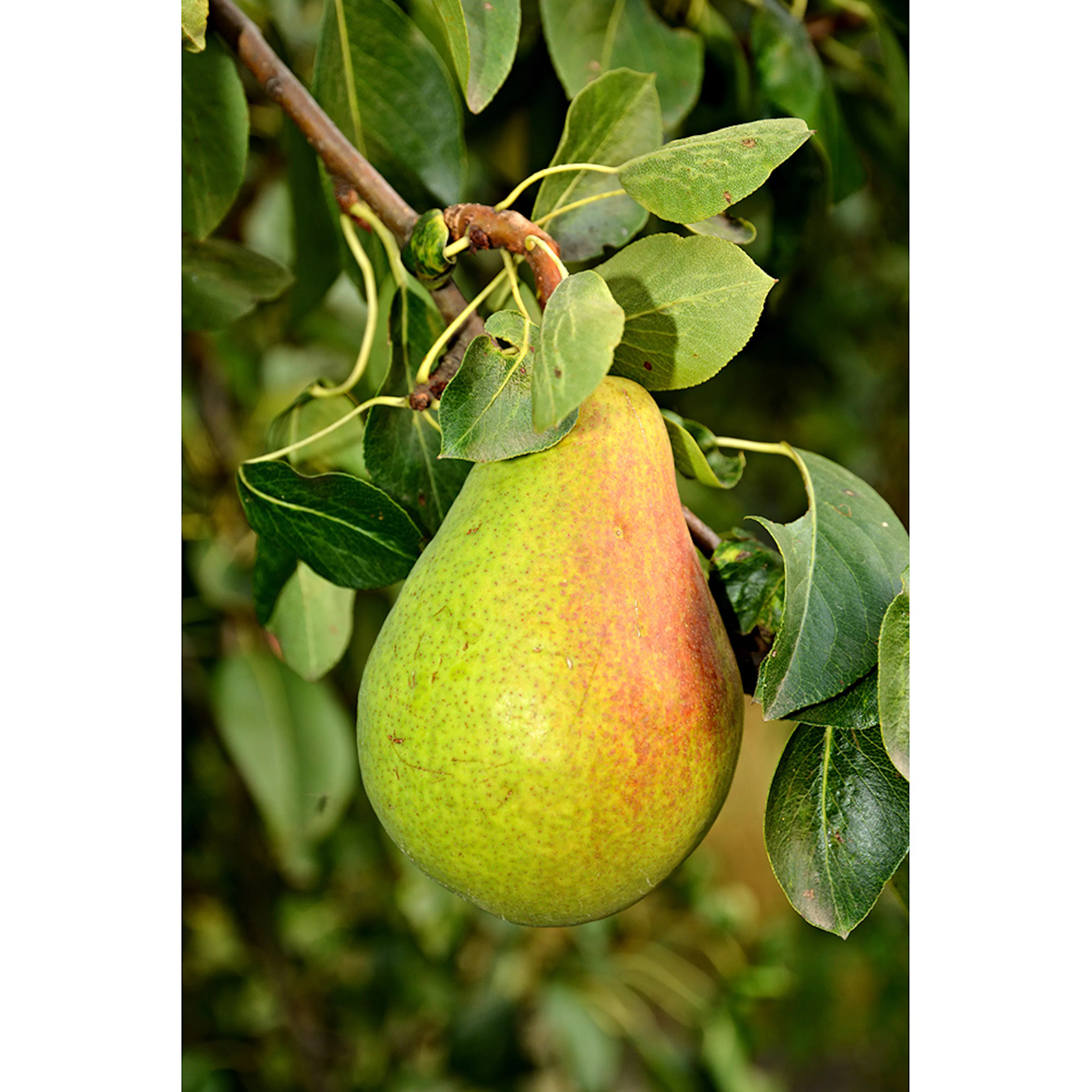 Pyrus communis 'Fritjof' E (päron) Utan uppbindningskit