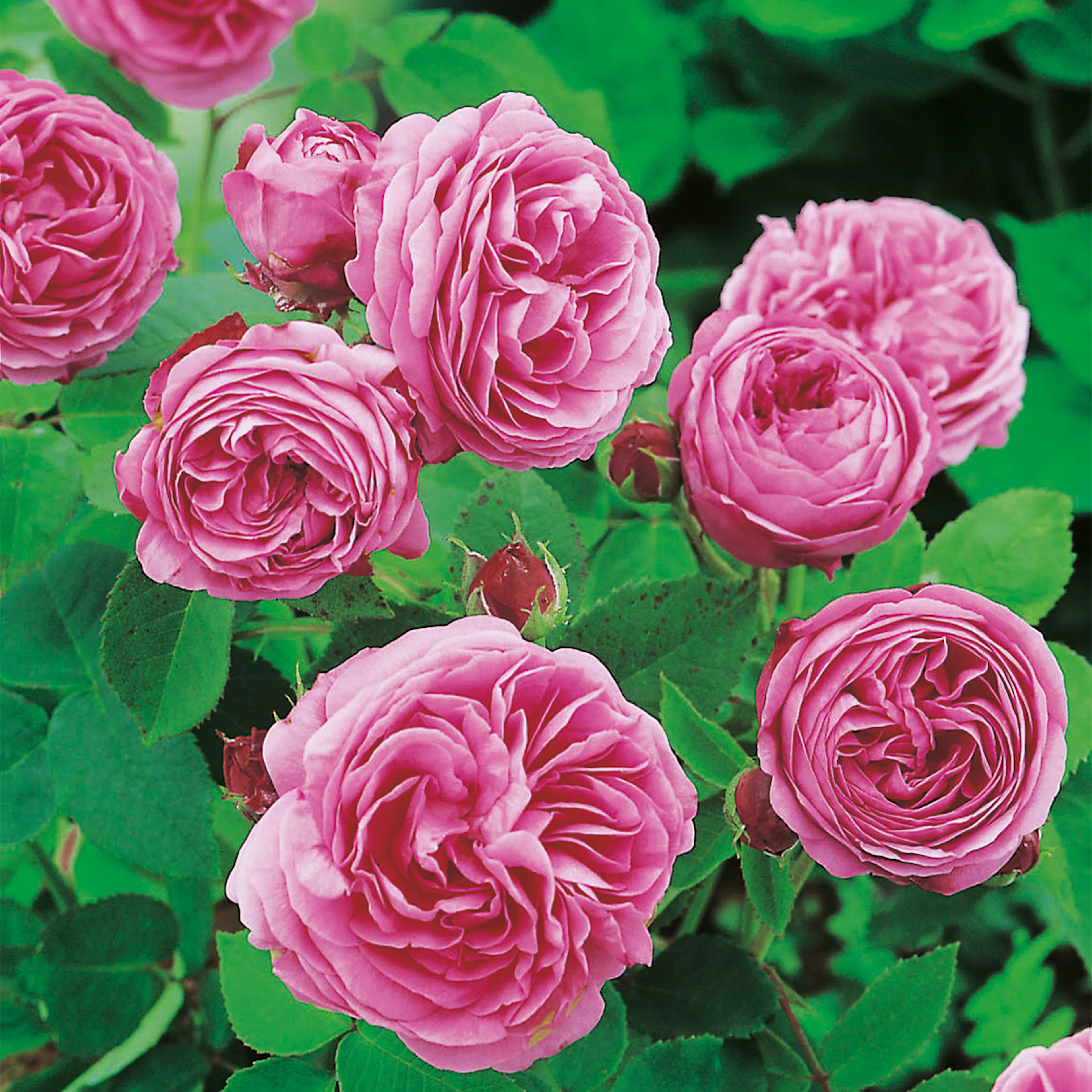 Rosa "Louise Odier", 10-pack 10-pack