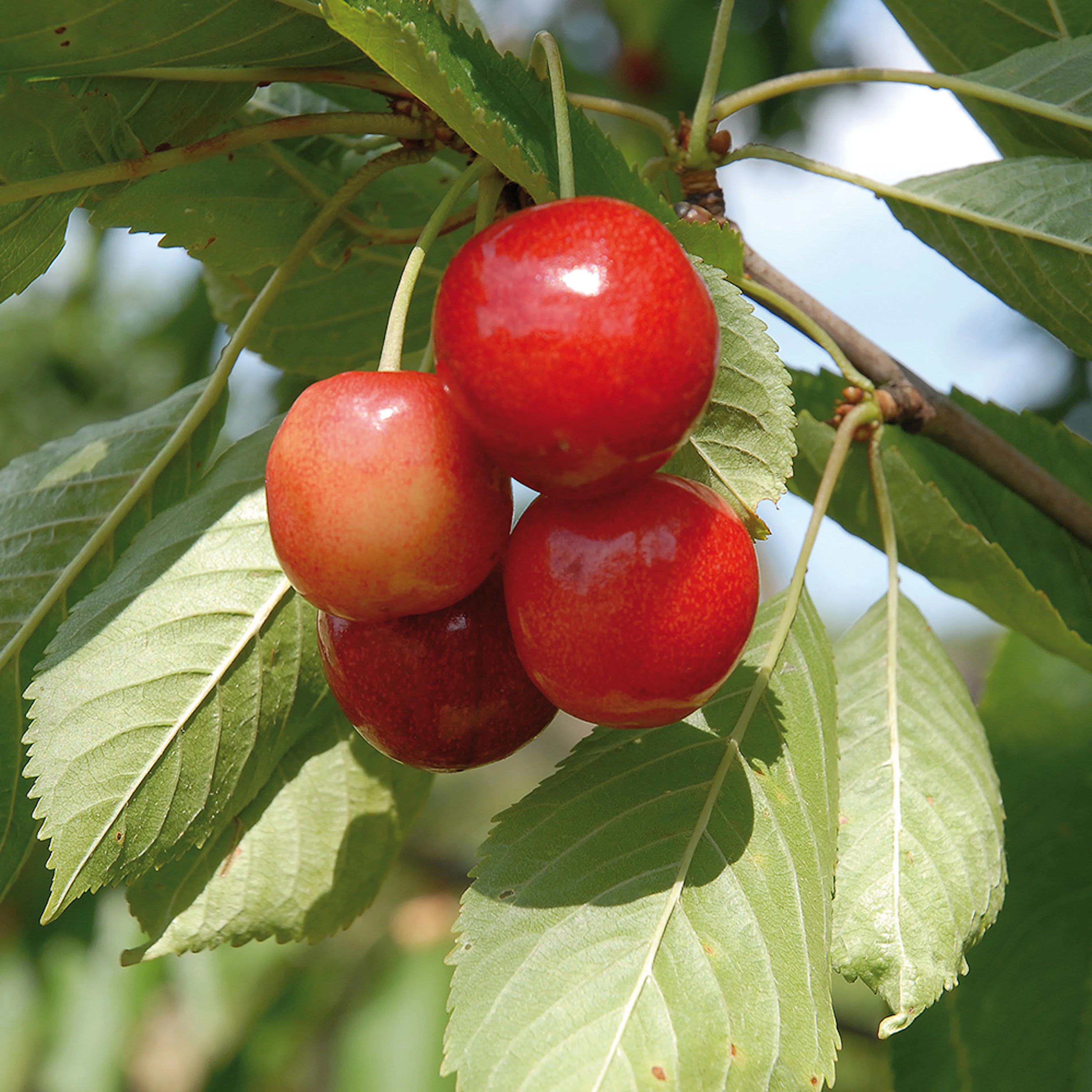 Miniträd Sötkörsbär Omnia Garden Merton Glory