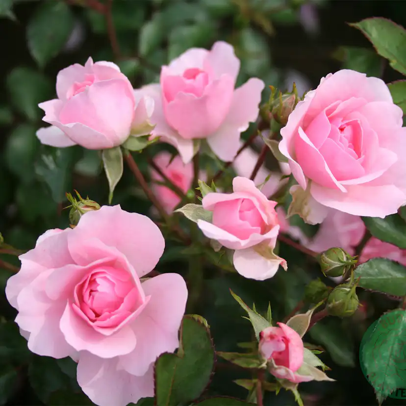 Flerblommig Rabattros Omnia Garden Bonica