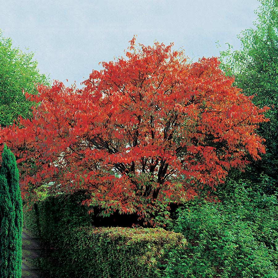 Prydnadsbuske Omnia Garden Solitär Bergkörsbär med Rosa Blomning & Grönt Lövverk, 150-200cm