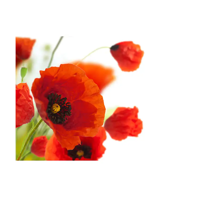 Fototapet Arkiio Poppies On The Wihite Background