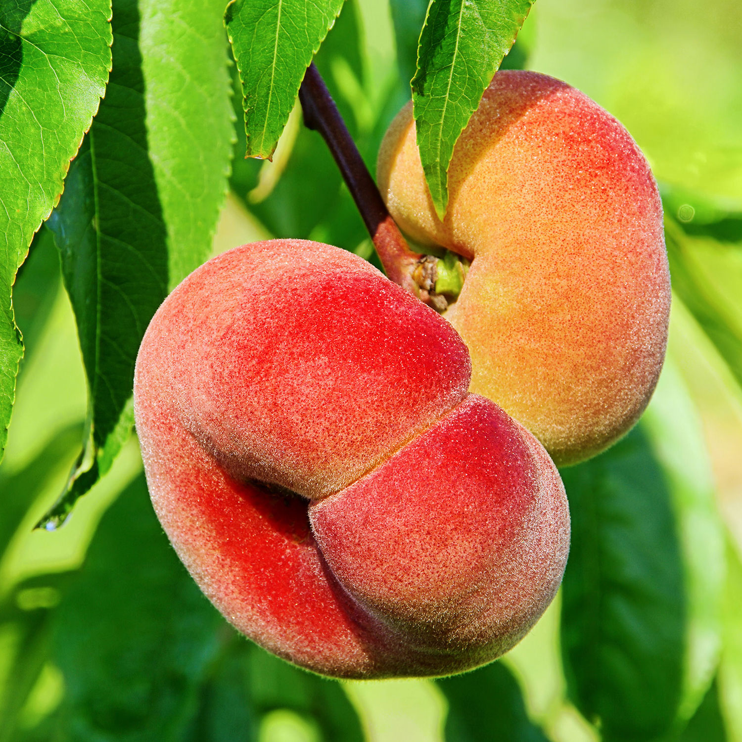 Persikoträd Omnia Garden Saturn