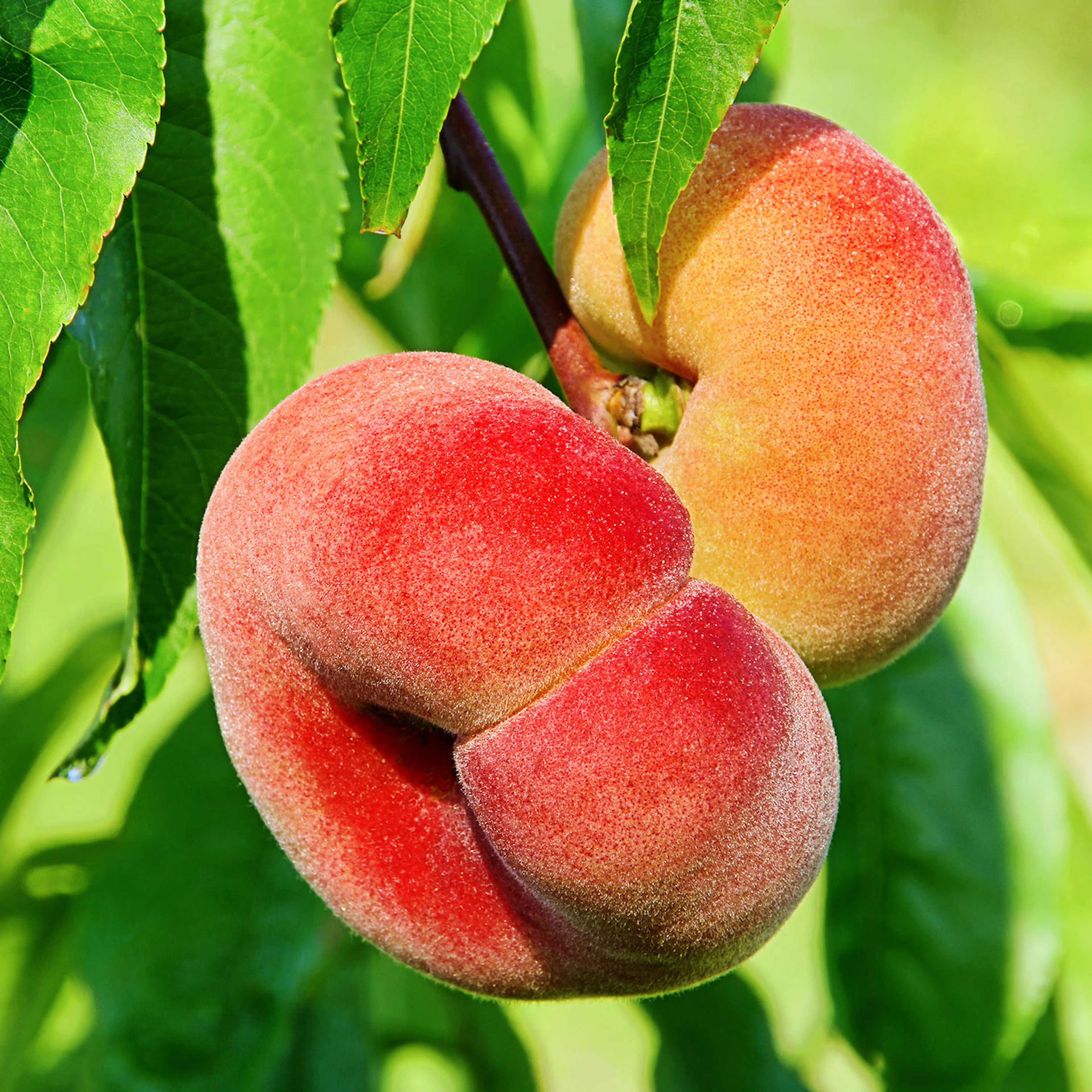 Persikoträd Omnia Garden Saturn