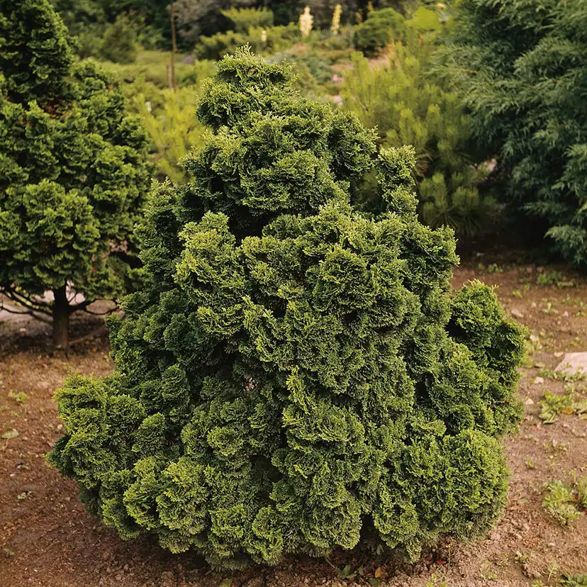 Japansk Ädelcypress Omnia Garden Nana Gracilis 20-25 cm