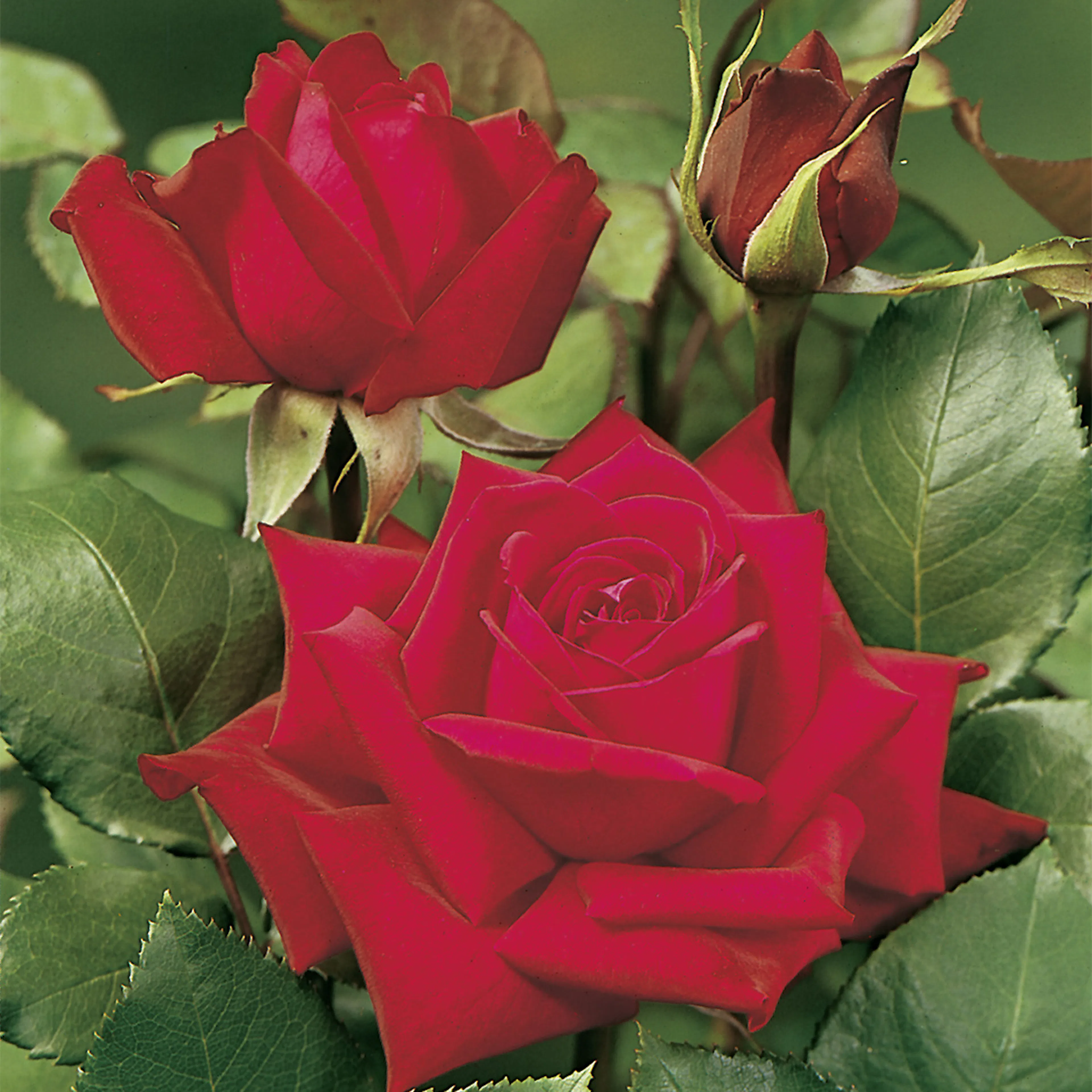 Rosa "Burgund 81", 10-pack 10-pack