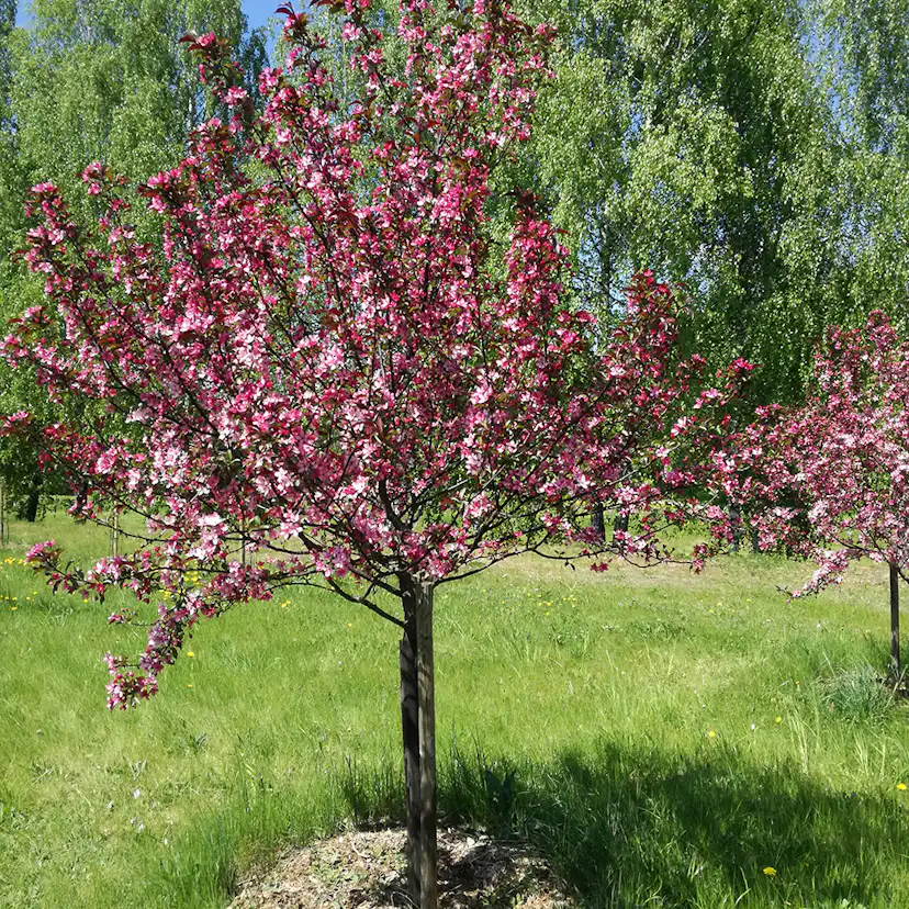 Prydnadsträd Apel Omnia Garden Rudolf, Solälskande & Väldränerad, 90-110 cm