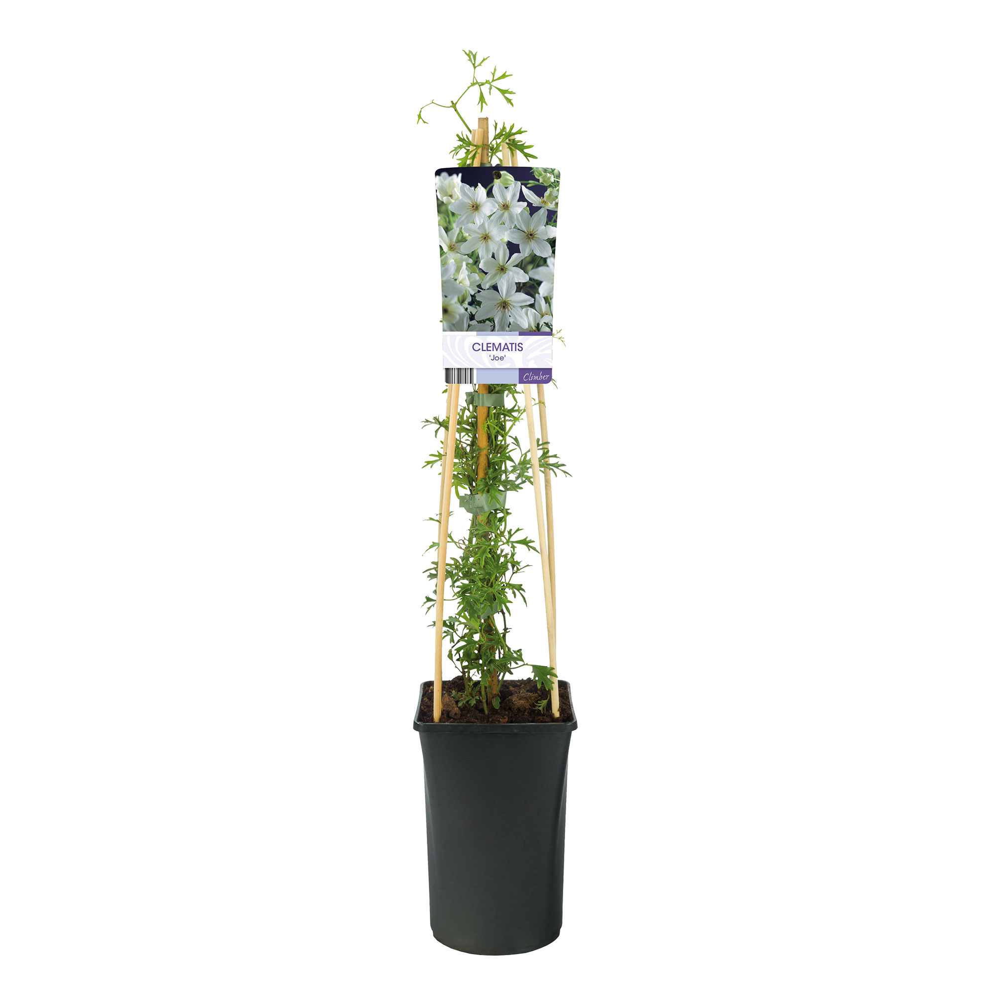 Klätterväxt Storblommig Klematis Omnia Garden Joe 40-60 cm