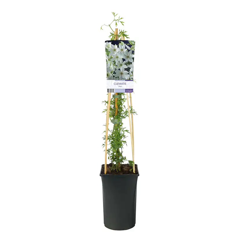 Klätterväxt Storblommig Klematis Omnia Garden Joe 40-60 cm