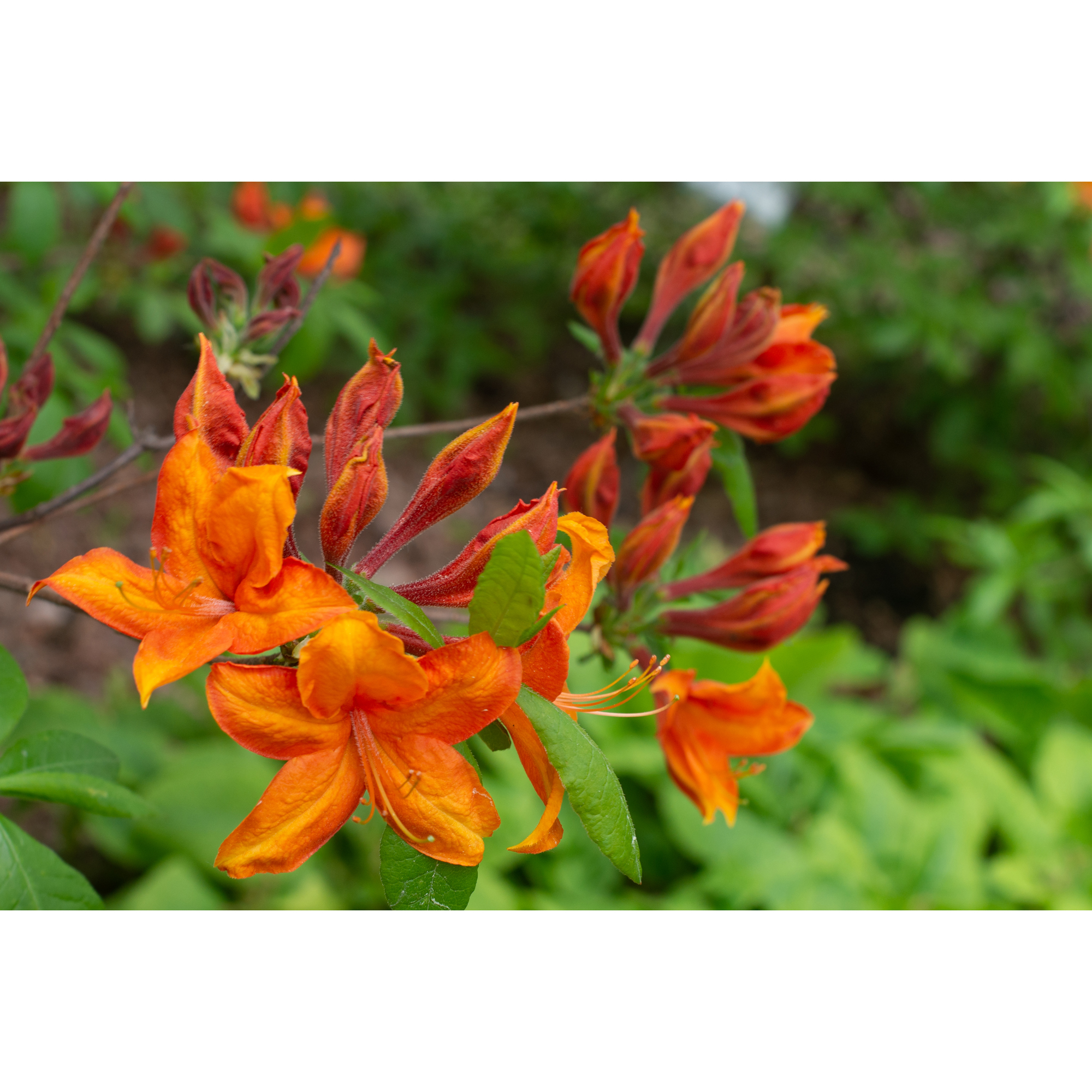 Rhododendron Azalea Omnia Garden Knaphill Golden Eagle Orange Buske 30-40 cm