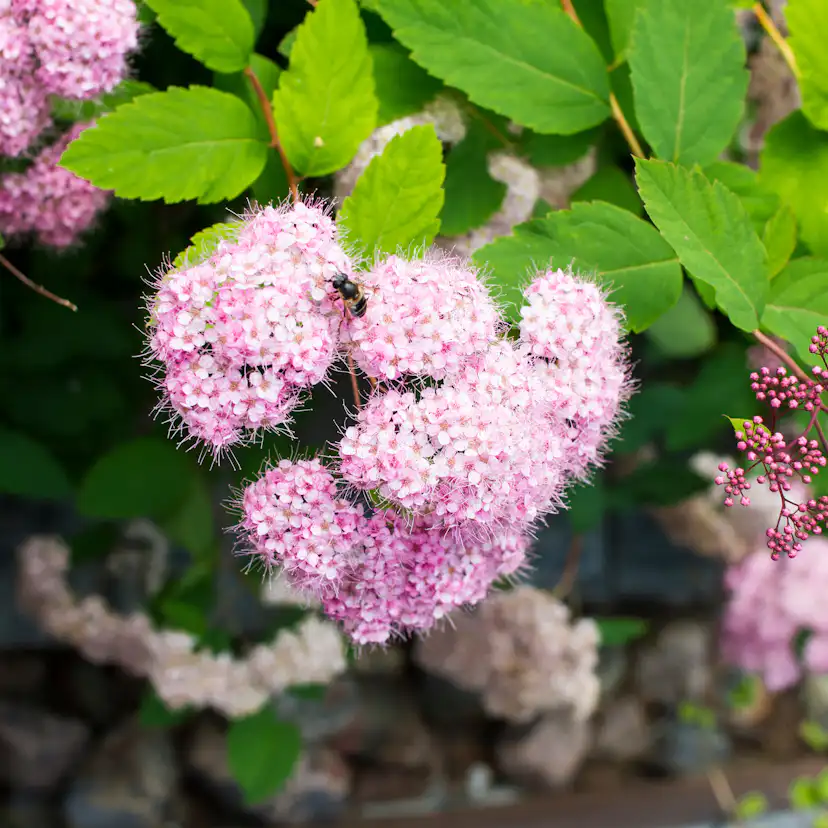 Planta Dvärgpraktspirea Omnia Garden 10-20cm, Krukodlade