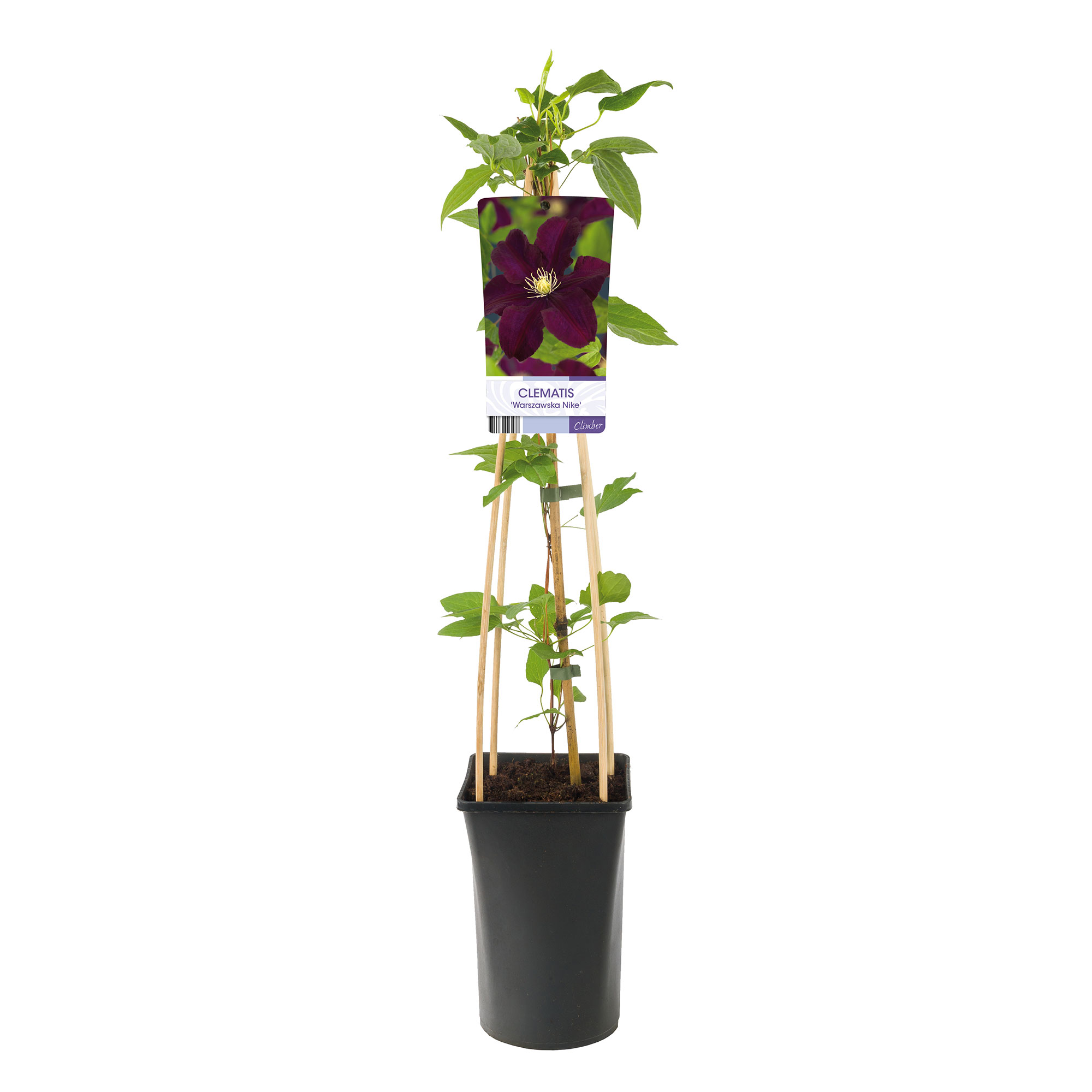 Klätterväxt Purpurvioletta Jackmanii Klematis Omnia Garden 40-60 cm