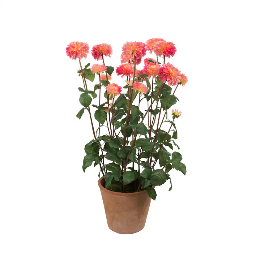 Konstväxt Mr Plant Dahlia